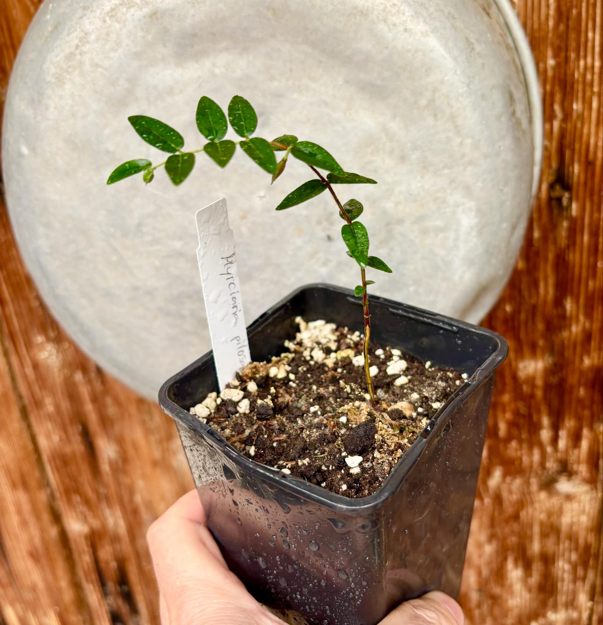 Myrciaria pilosa - 1 small potted seedling / 1 kleiner getopfter Sämling Myrciaria pilosa - 1 small potted seedling / 1 kleiner getopfter Sämling