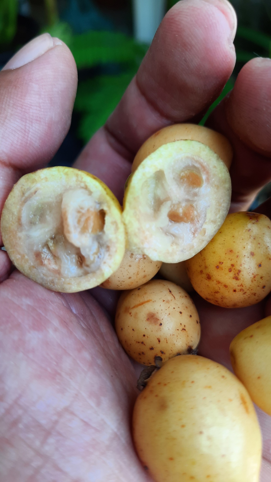 Guayabita (Psidium oligospermum) - 5 fresh seeds / 5 frische Samen Guayabita (Psidium oligospermum) - 5 fresh seeds / 5 frische Samen