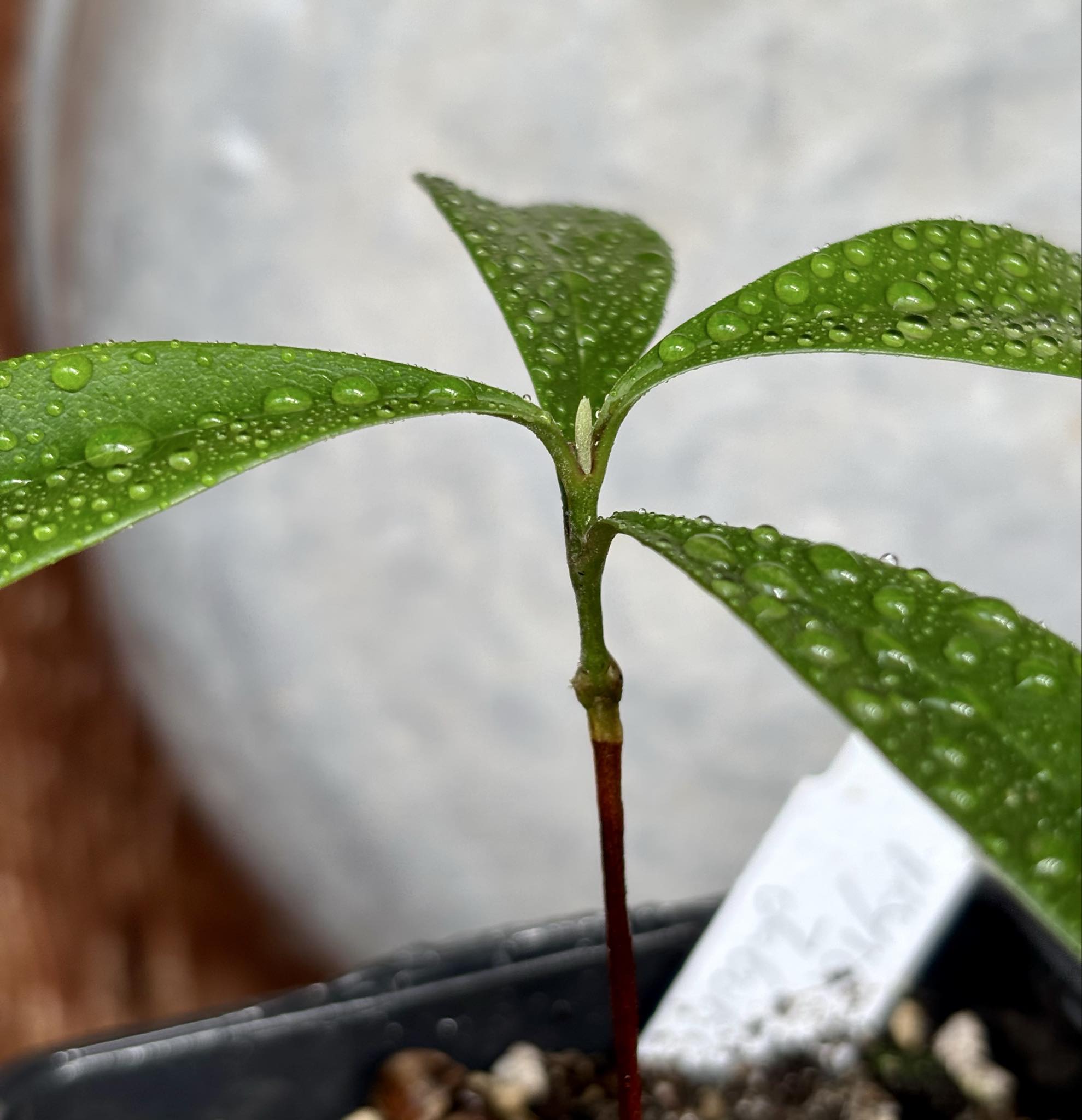 Myrcia sp Jaboticaba Bahia -  1 potted seedling / 1 getopfter Sämling