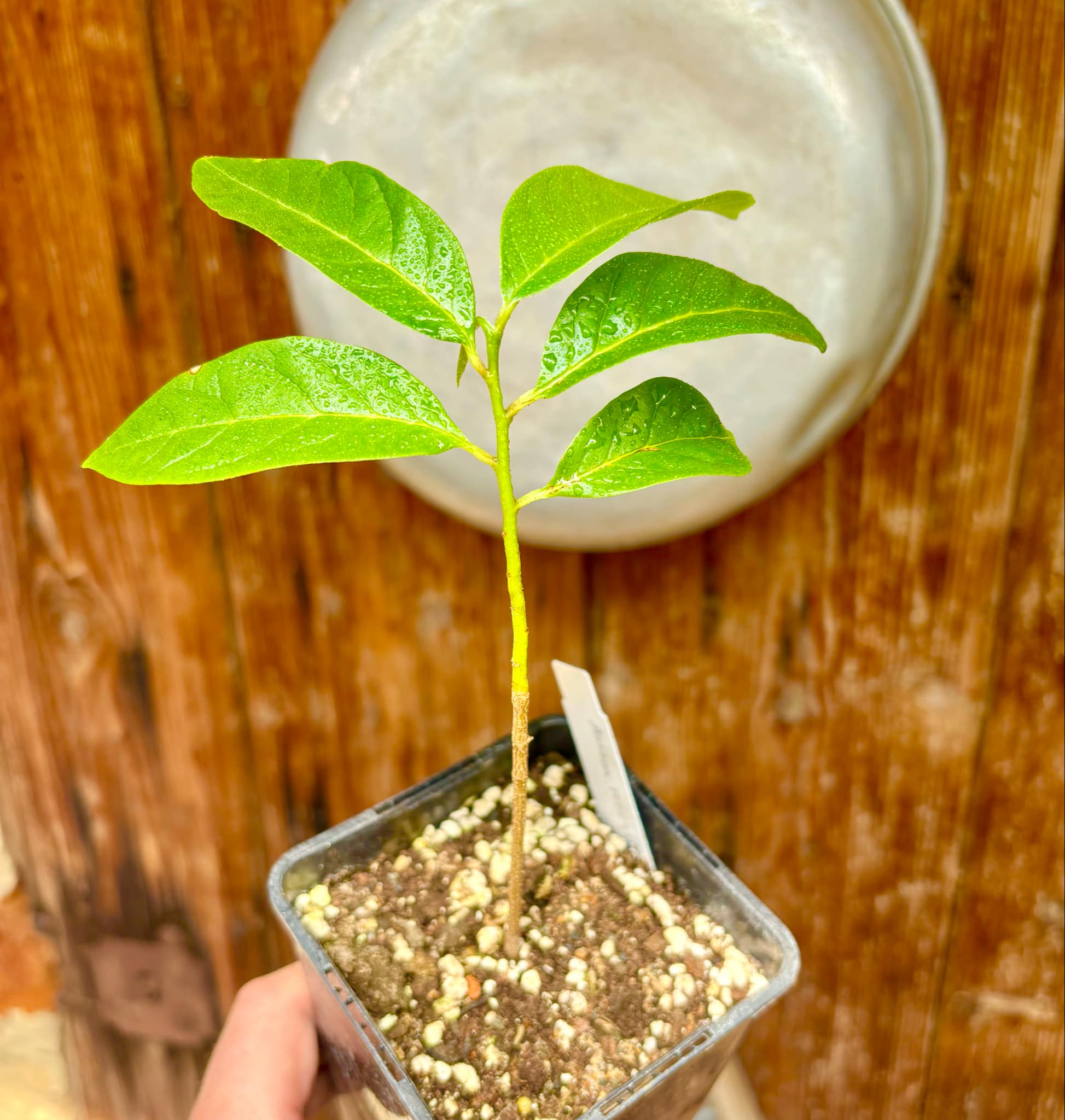 Annona reticulata big pink-red variety - 1 potted plant / 1 getopfte Pflanze