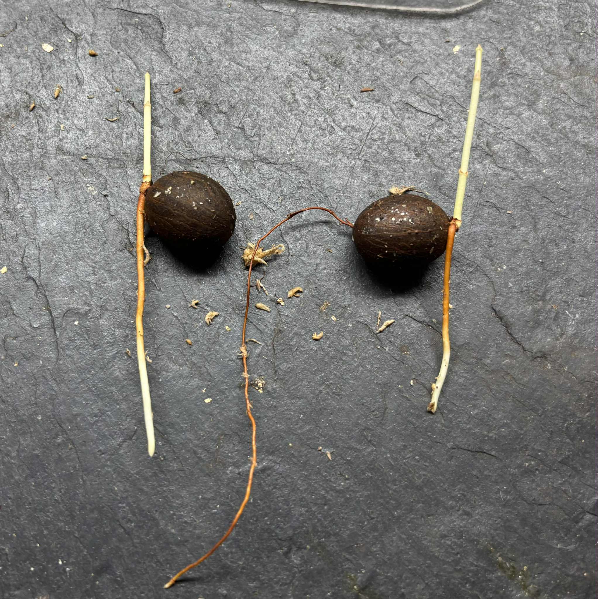 Cherapú Brasileiro  - Garcinia sp. -   1 germinated seed / 1 gekeimter Samen