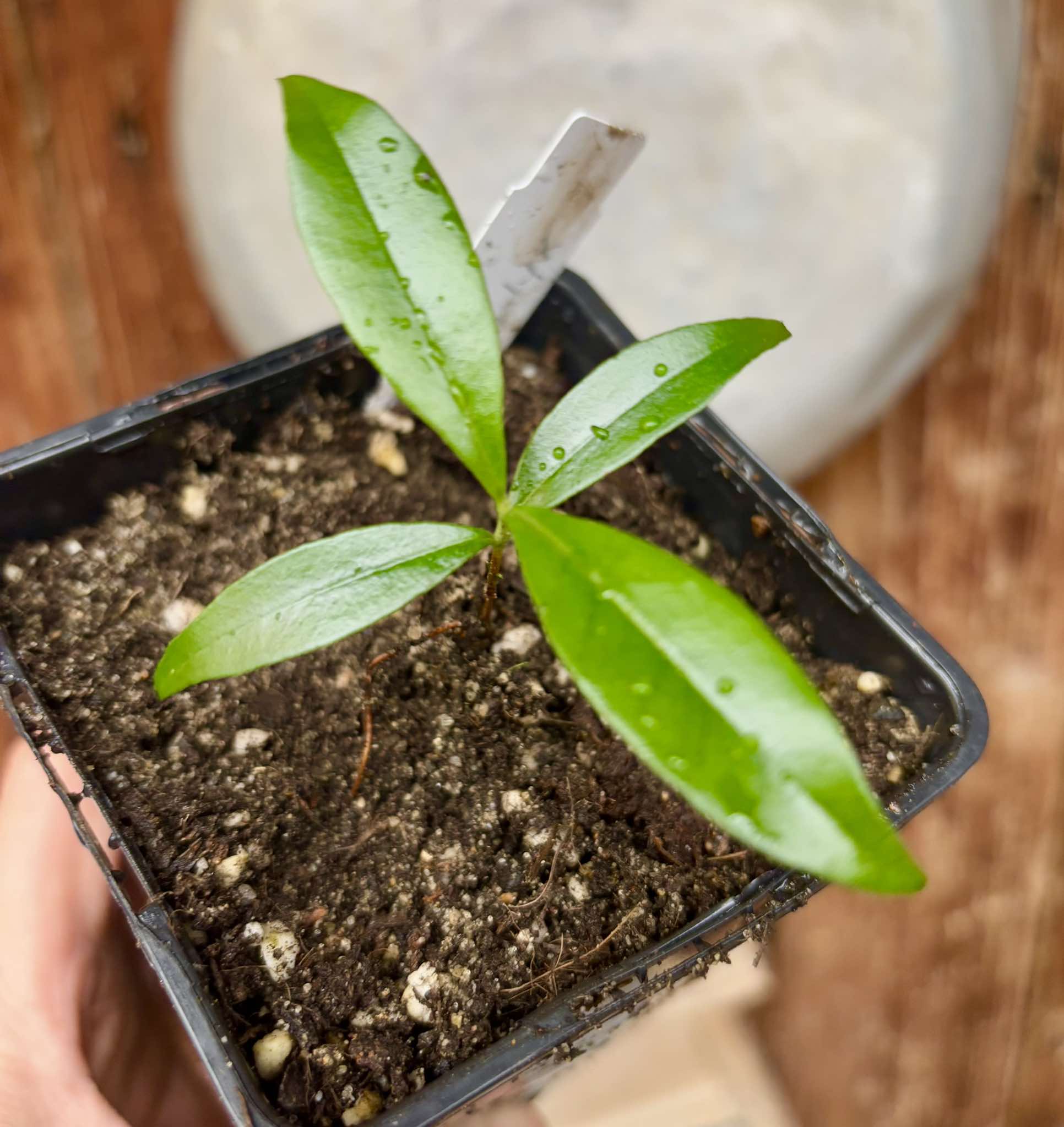 Guapijuim (Eugenia sclerocalyx) - 1 small potted seedling / 1 kleiner, getopfter Sämling Guapijuim (Eugenia sclerocalyx) - 1 small potted seedling / 1 kleiner, getopfter Sämling
