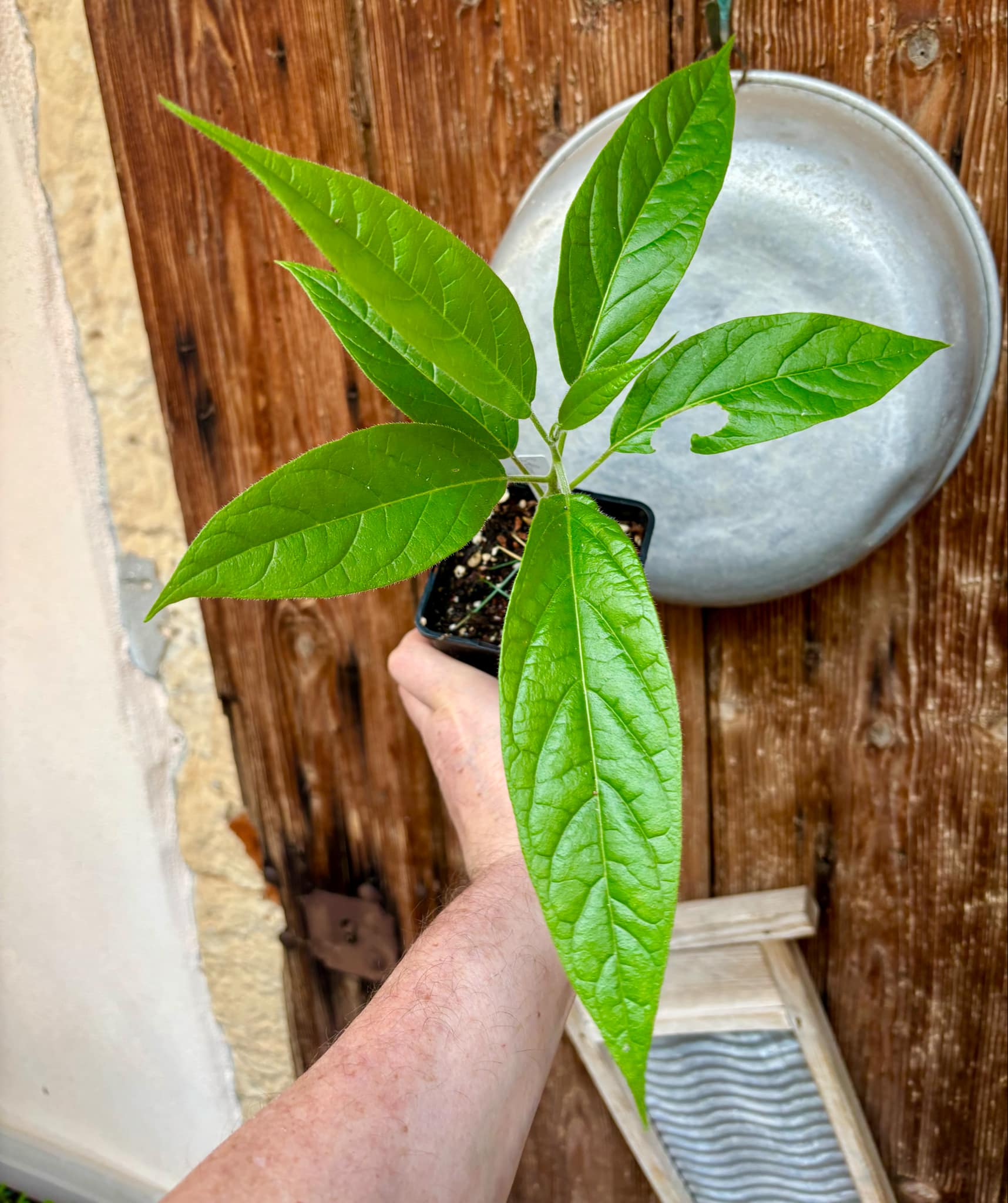Solanum luridifuscescens - Tomatao Verde Piloso - 1 potted seedling / 1 getopfter Sämling