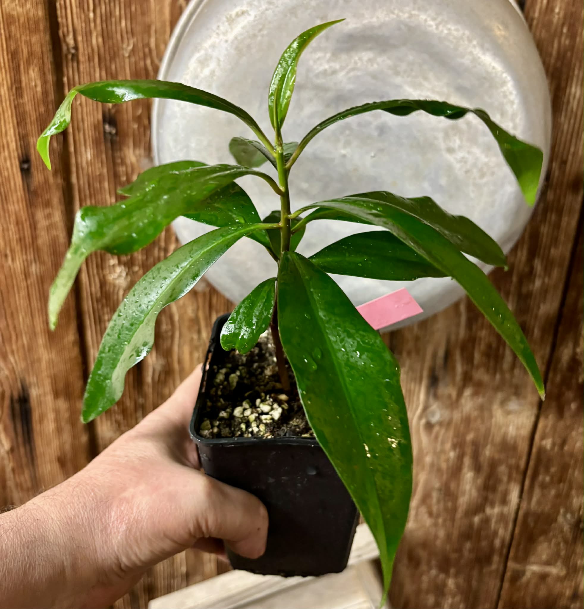 Ardisia elliptica - 1 potted seedling / 1 getopfter Sämling