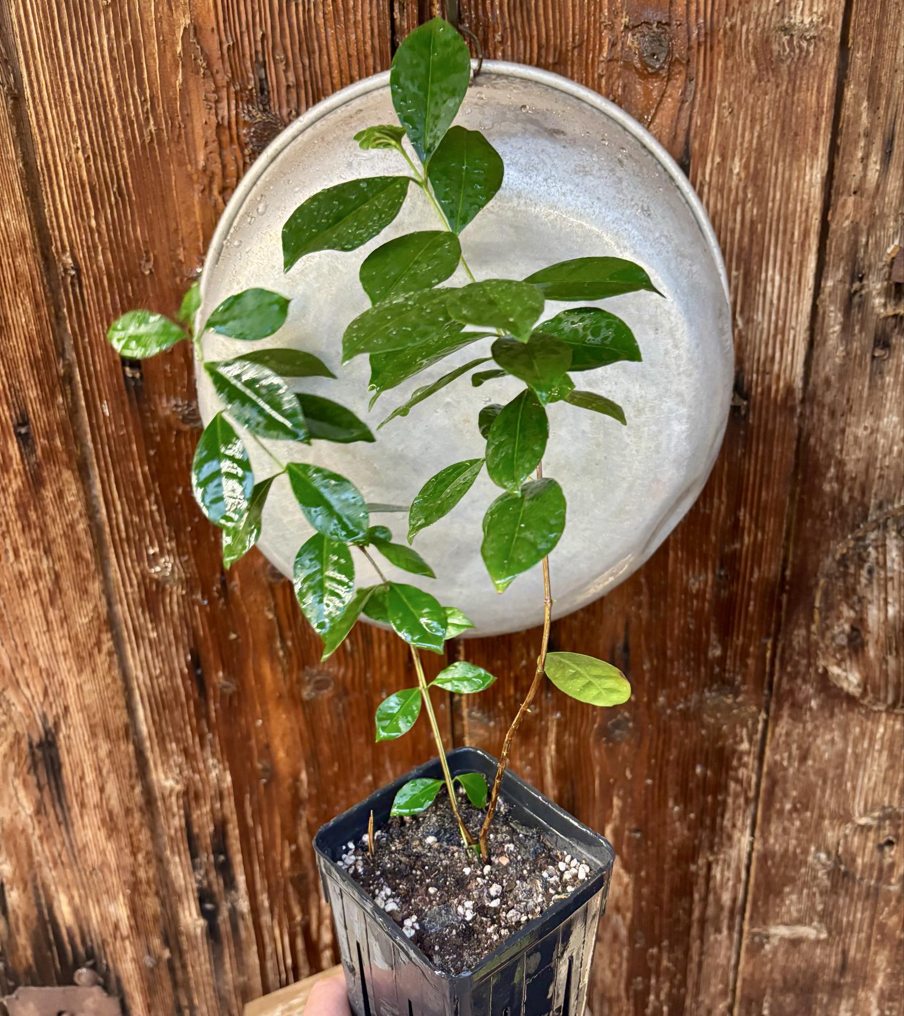 Psidium cattleyanum - Strawberry Guava  - 1 potted plant / 1 getopfte Pflanze Psidium cattleyanum - Strawberry Guava  - 1 potted plant / 1 getopfte Pflanze