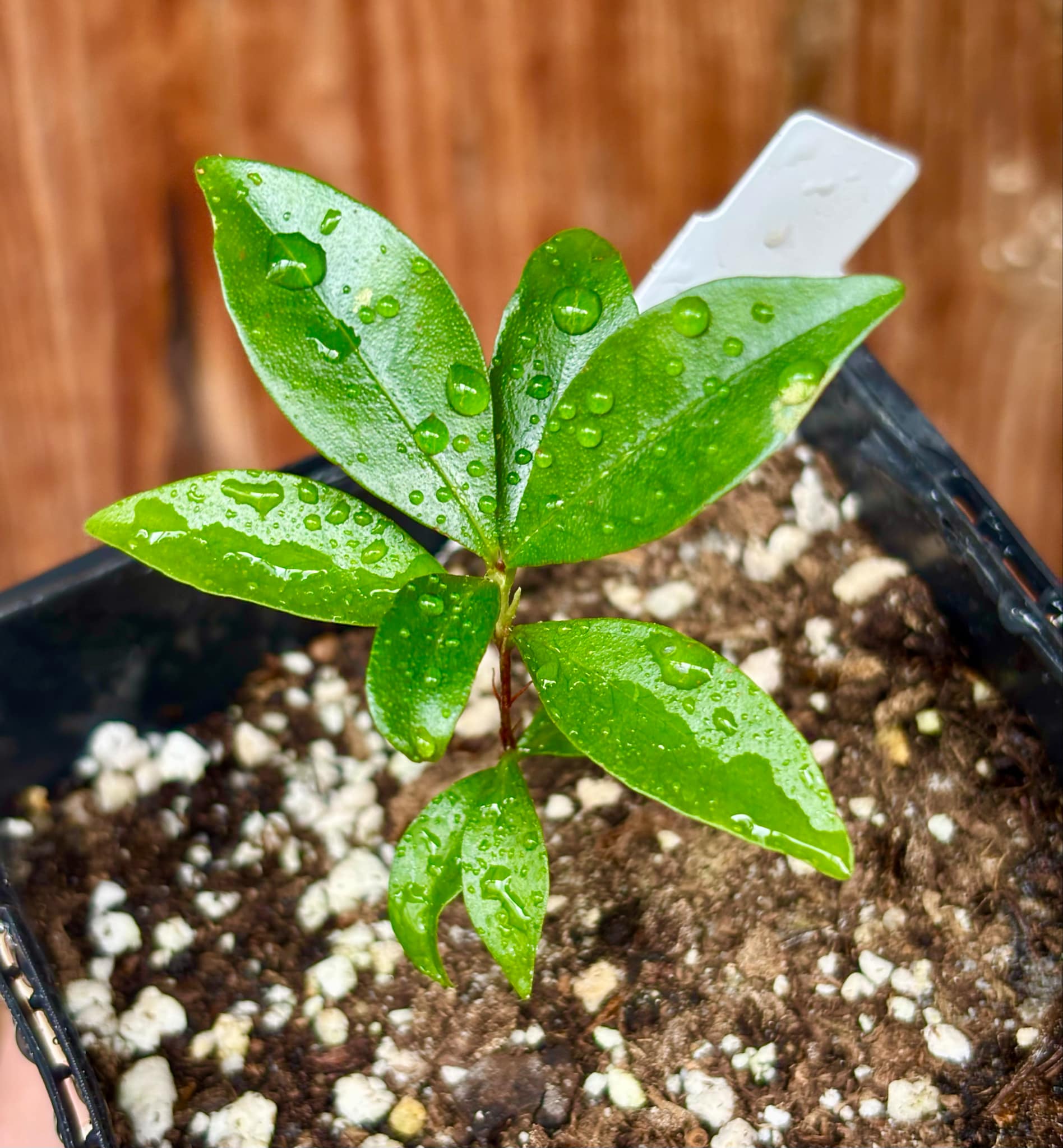 Dwarf Grumixama (Eugenia itaguahiensis) - 1 small potted seedling / 1 kleiner, getopfter Sämling Dwarf Grumixama (Eugenia itaguahiensis) - 1 small potted seedling / 1 kleiner, getopfter Sämling
