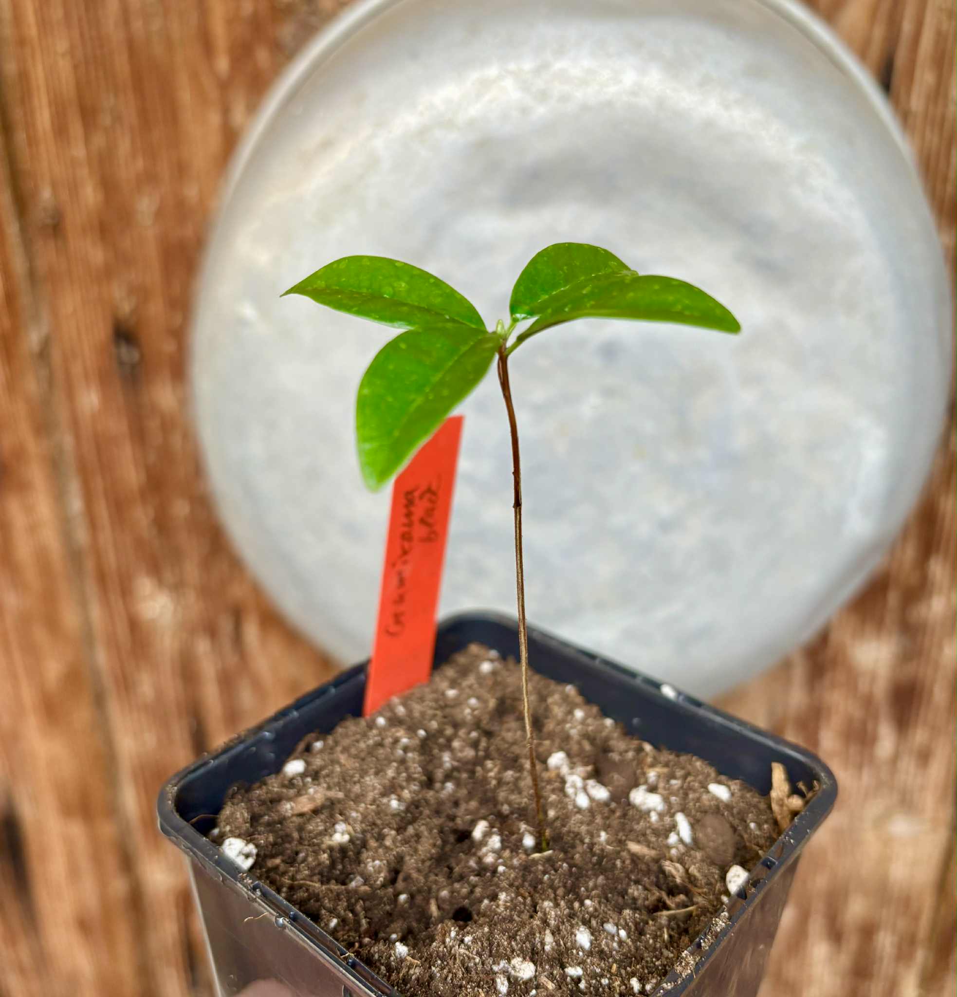 Grumixama (Eugenia brasiliensis) - 1 potted plant / 1 getopfte Pflanze