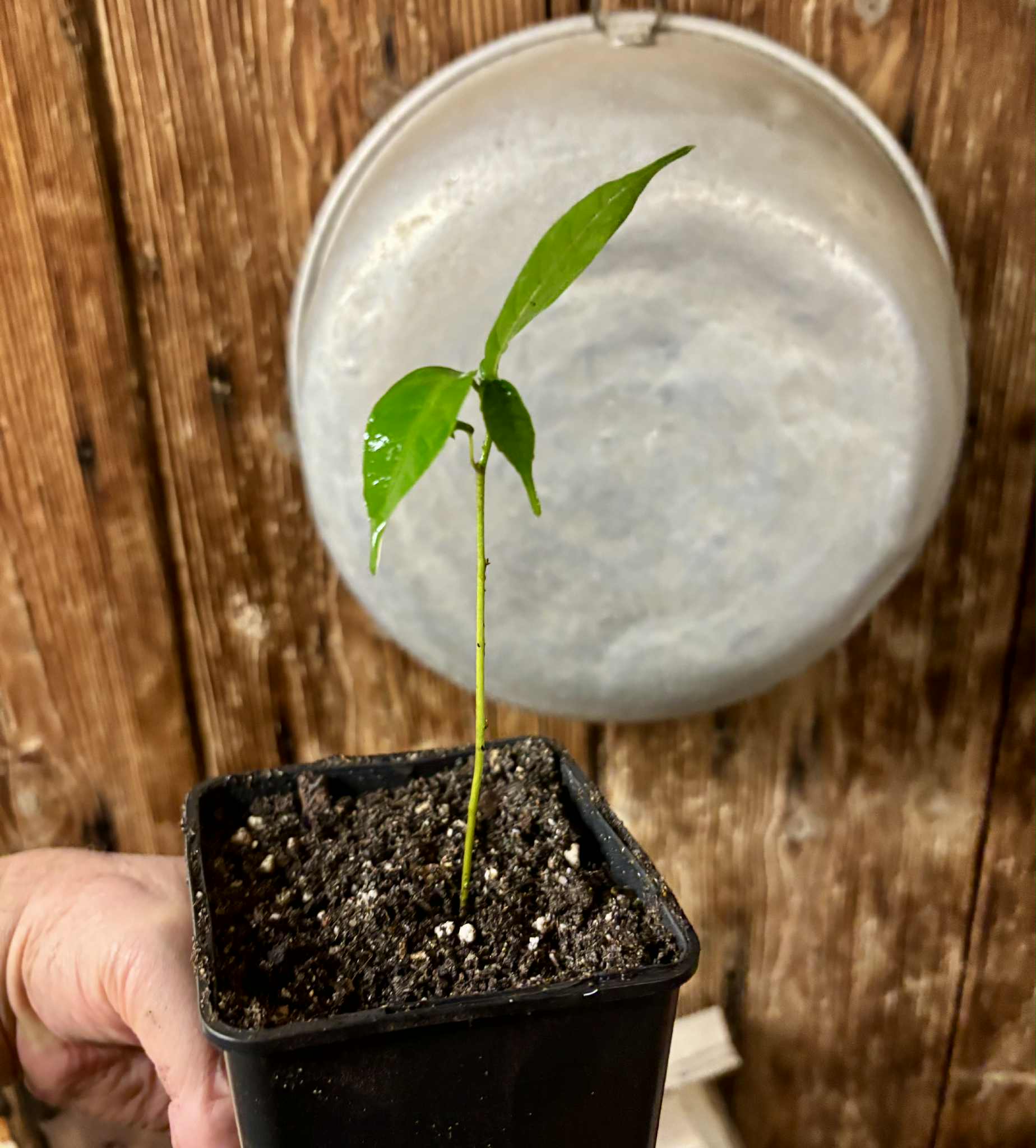 Kesusu (Prainea limpato) - 1 potted seedling / 1 getopfter Sämling