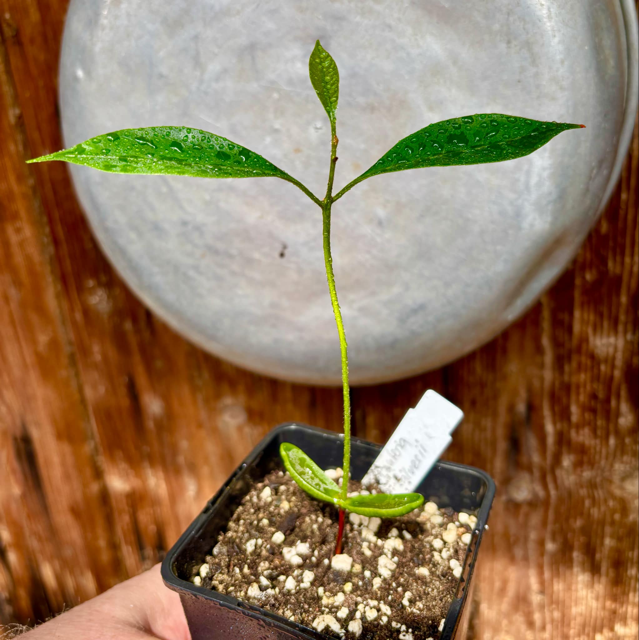 Pouteria alvesii - 1 small potted seedling / 1 kleiner, getopfter Sämling