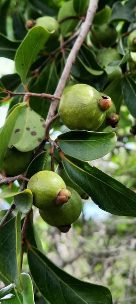 Guayabita (Psidium oligospermum) - 5 fresh seeds / 5 frische Samen Guayabita (Psidium oligospermum) - 5 fresh seeds / 5 frische Samen