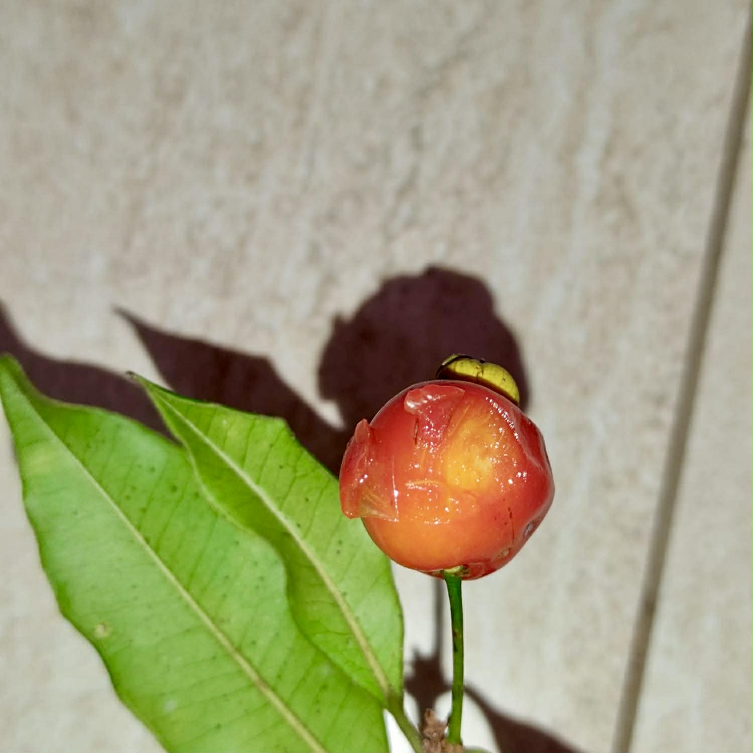 Pre Order - Eugenia sp. Pitanga Itobira -  1 fresh seed / 1 frischer Samen