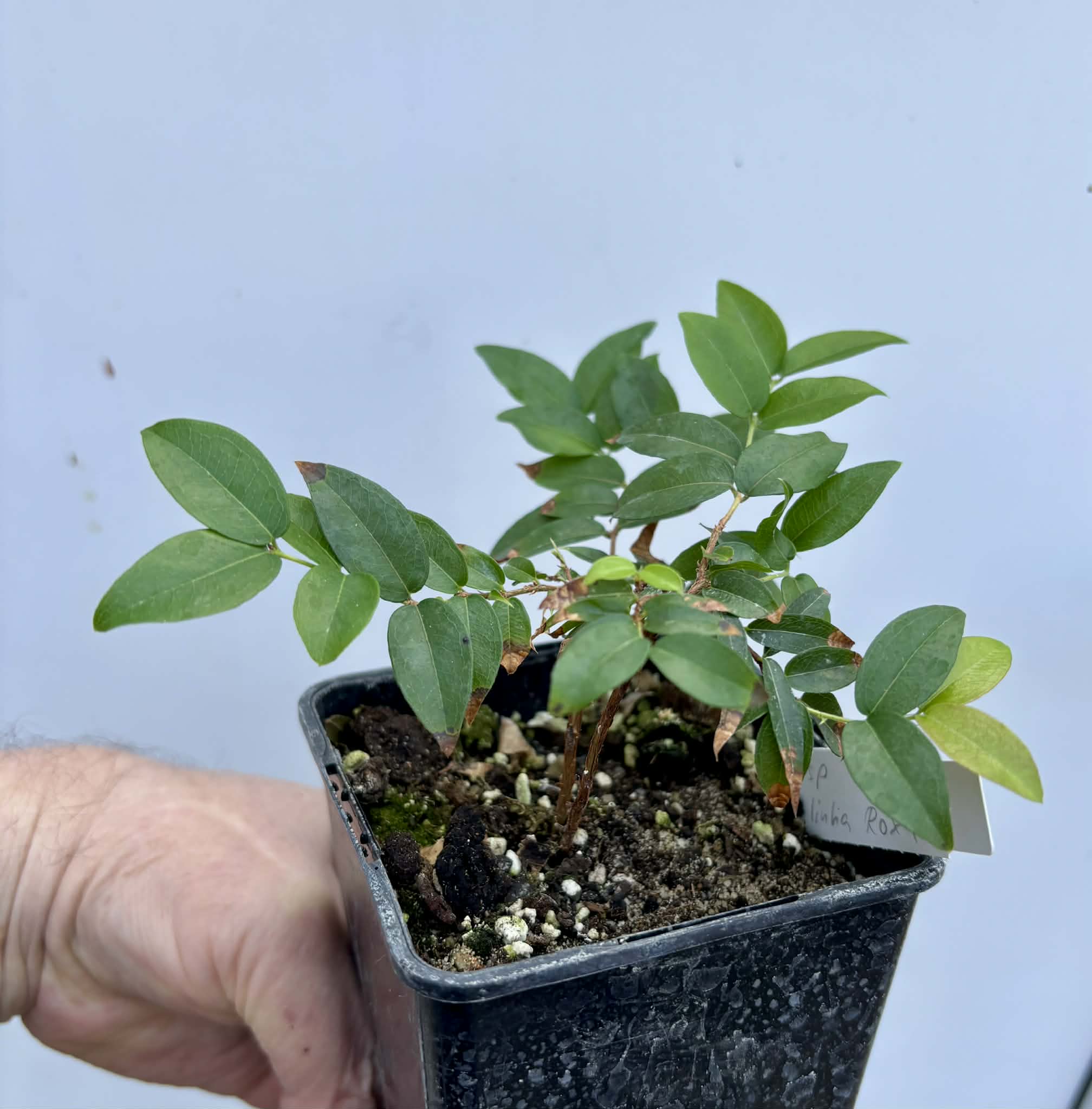 Jaboticaba - Plinia sp Canelinha Polpa rosea - 1 potted seedling / 1 getopfter Sämling