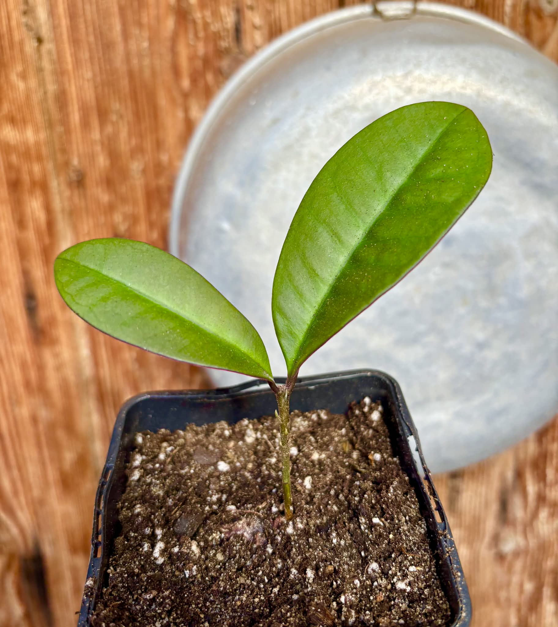 Eugenia sp Essencia negra - 1 potted seedling / 1 getopfter Sämling