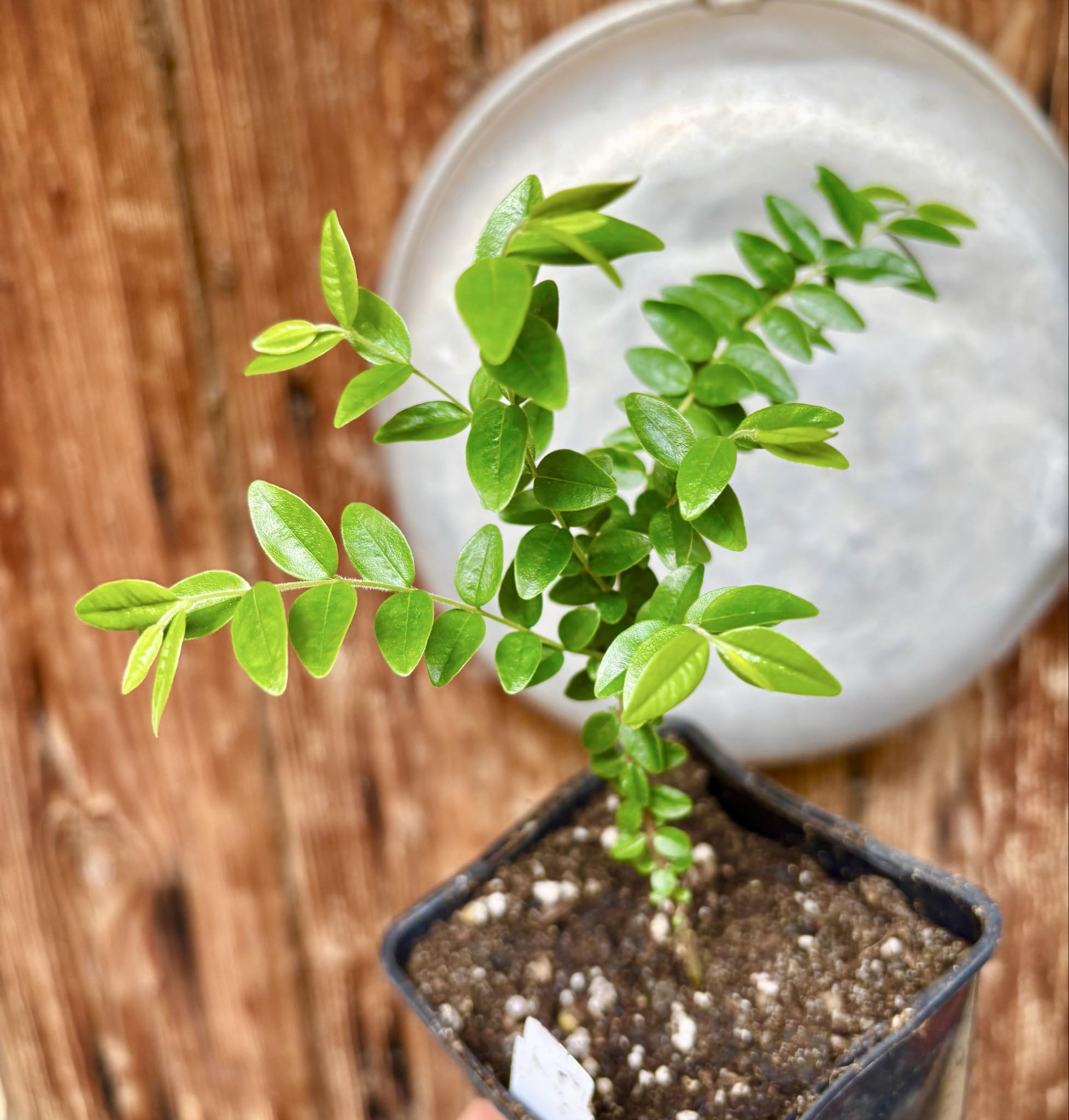 Myrciaria sp Pastora - 1 potted seedling / 1 getopfter Sämling Myrciaria sp Pastora - 1 potted seedling / 1 getopfter Sämling