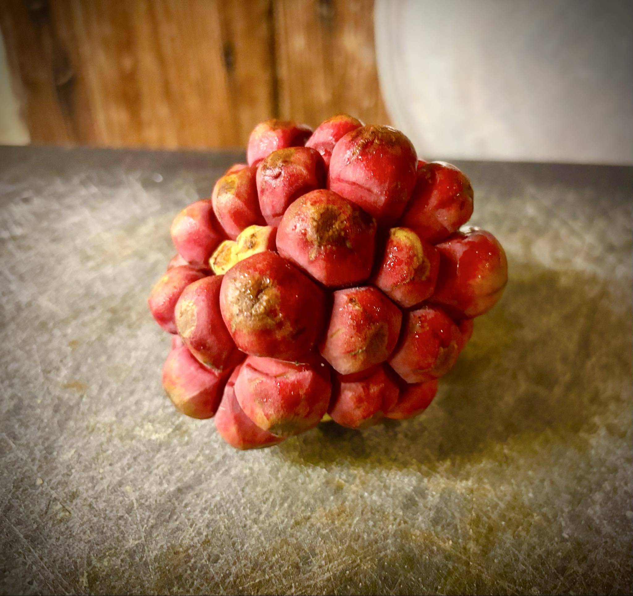 Kadsura coccinea "Red" - 3 fresh seeds / 3 frische Samen