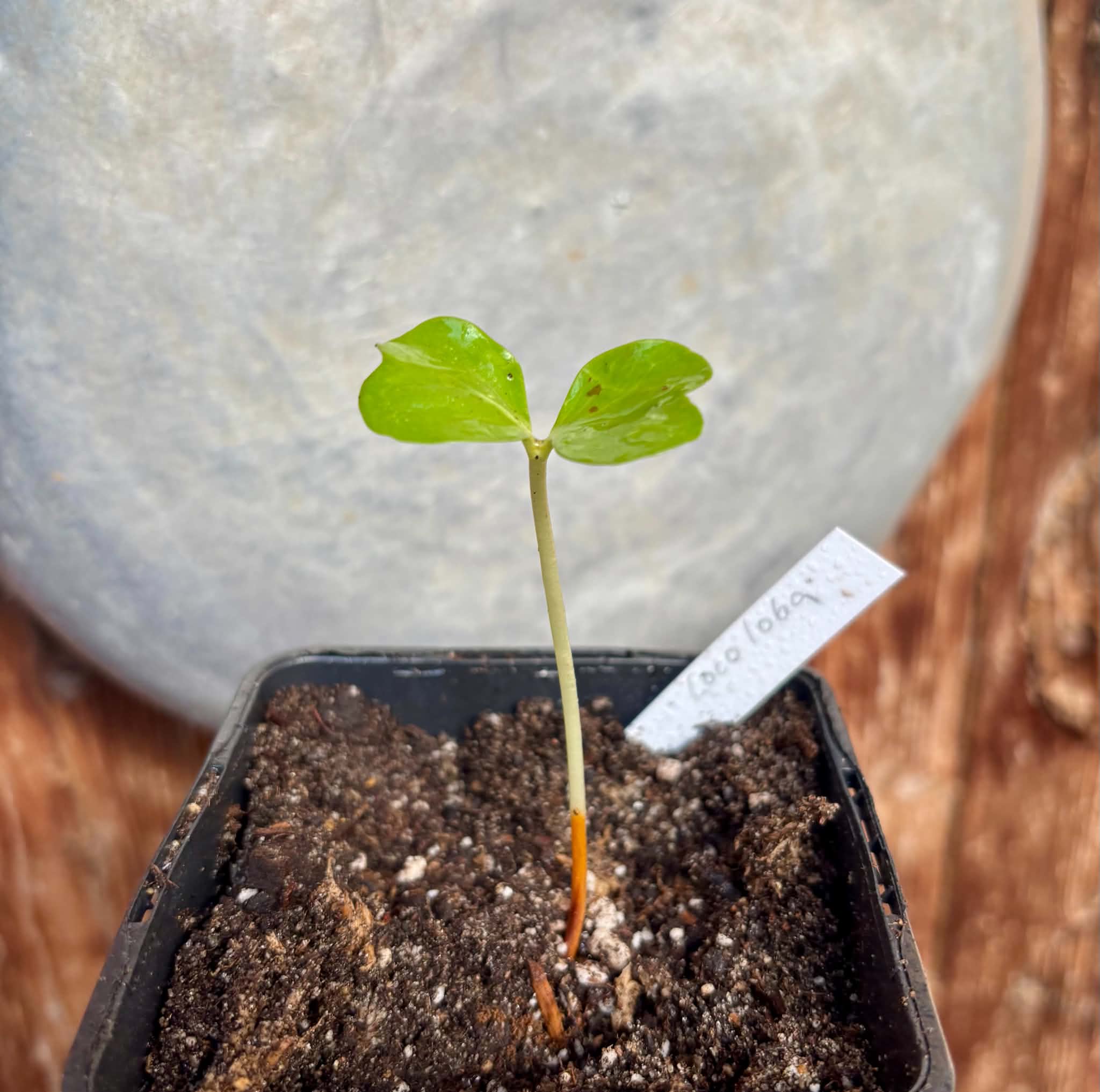 Sea Grape (Coccoloba uvifera)  -  1 potted seedling / 1 getopfter Sämling