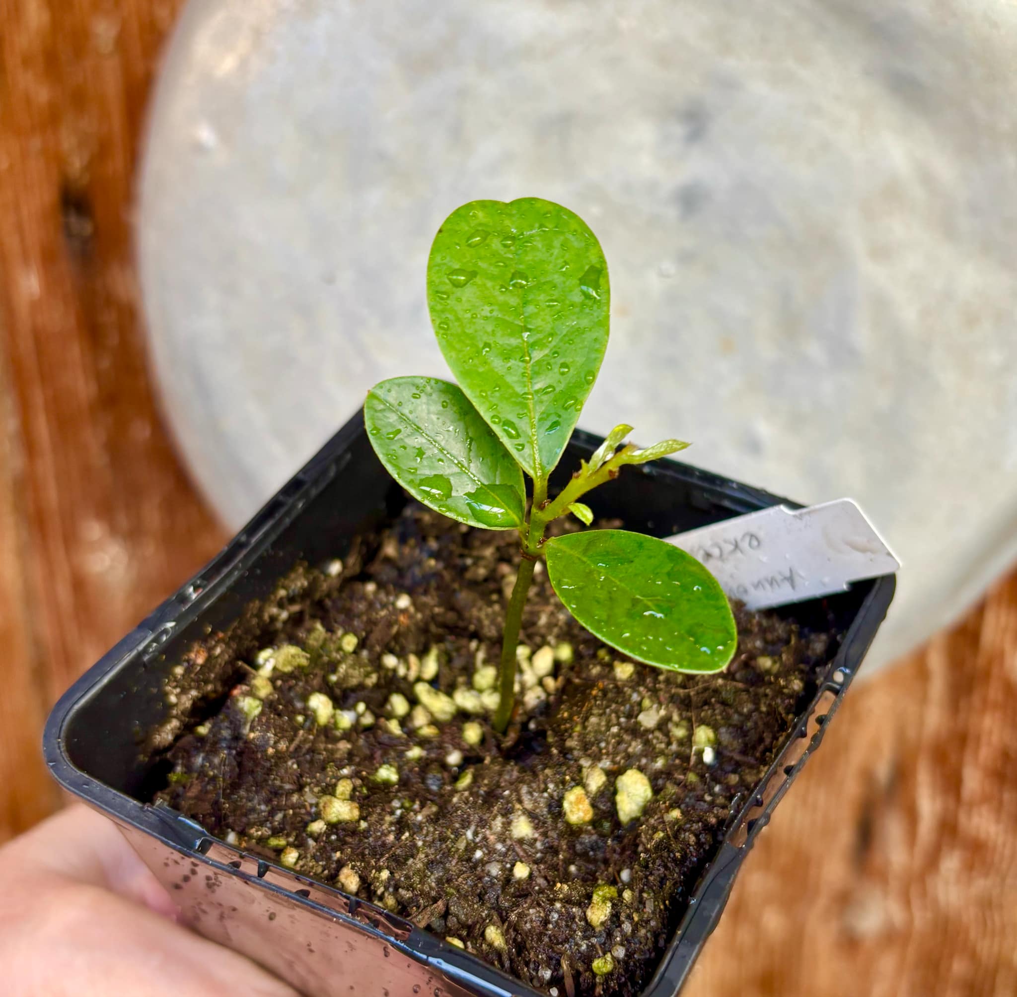 Annona aff excellens - 1 potted seedling / 1 getopfter Sämling