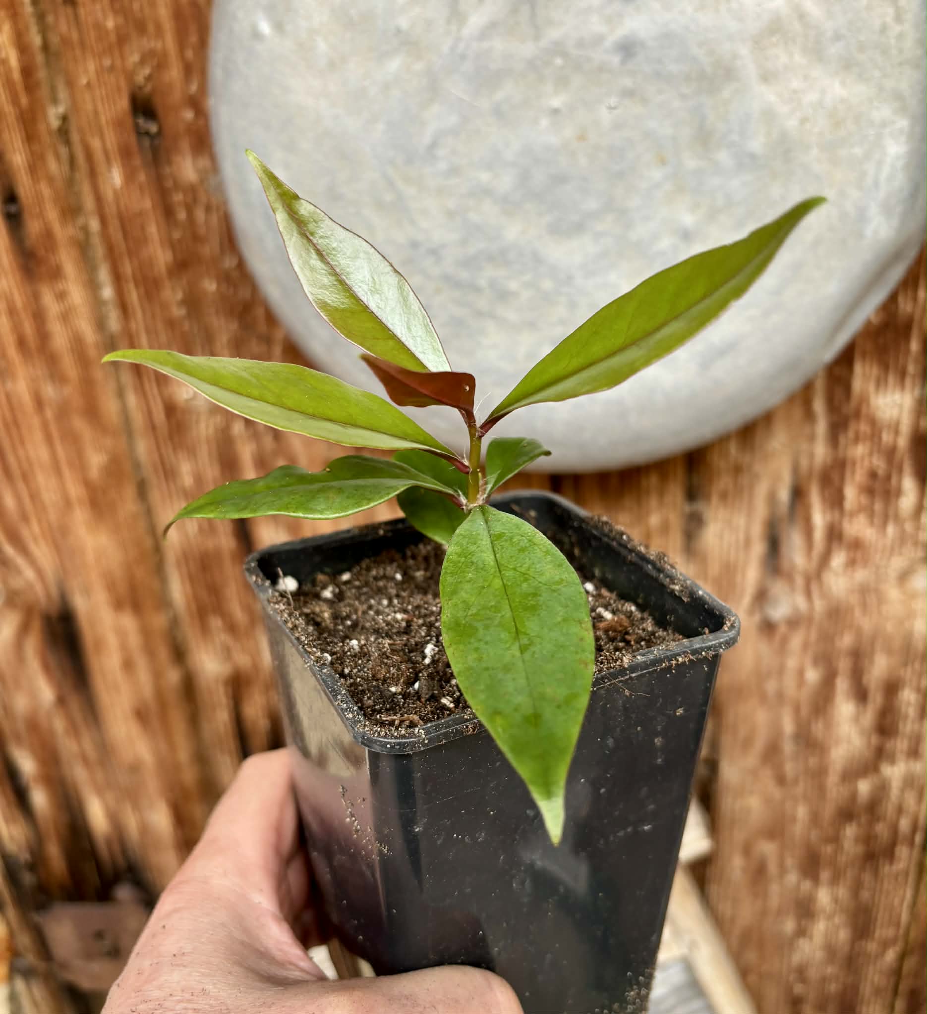 Pereskia aculeata var. godseffiana (Barbados Gooseberry) - 1 potted plant / 1 getopfte Pflanze