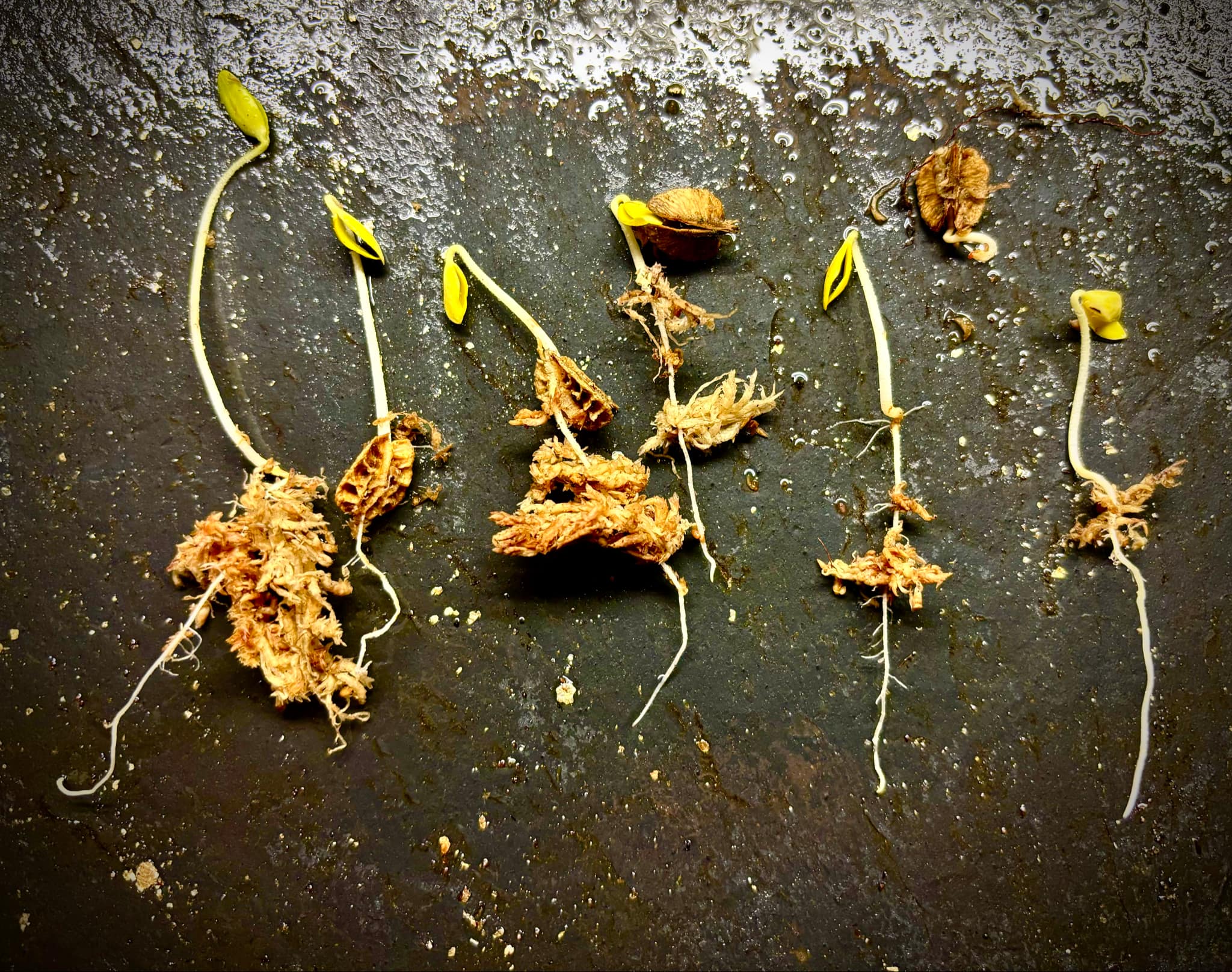 Yellow Acerola (Malpighia glabra) - 1 germinated seed / 1 gekeimter Samen