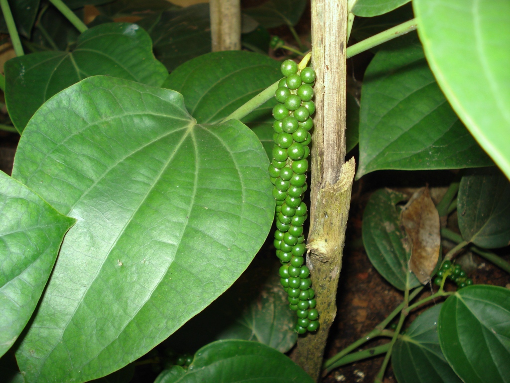 Sarawak Pepper  (Piper nigrum) - 1 potted plant / 1 getopfte Pflanze