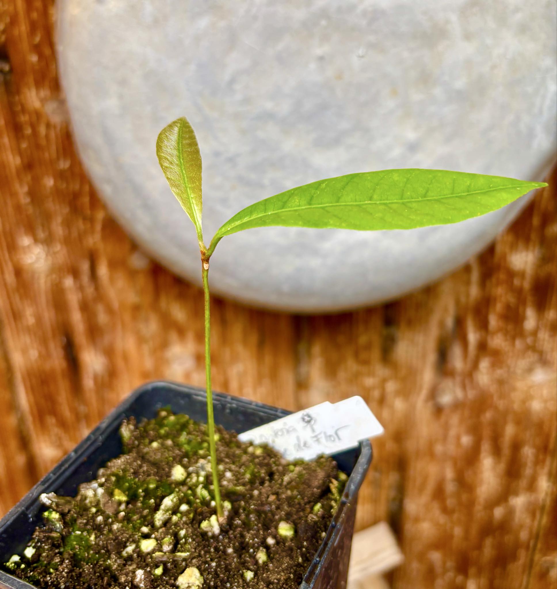 Pouteria sp Calice de Flor  -  1 small potted seedling / 1 kleiner, getopfter Sämling