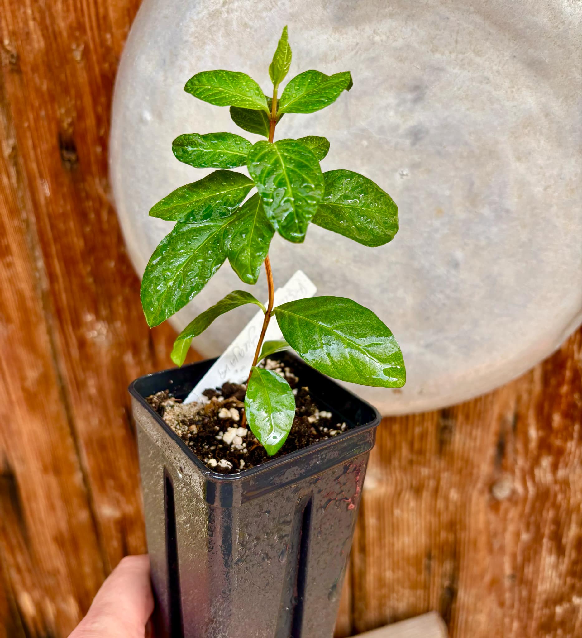 Psidium guajava - Peach - 1 potted plant / 1 getopfte Pflanze