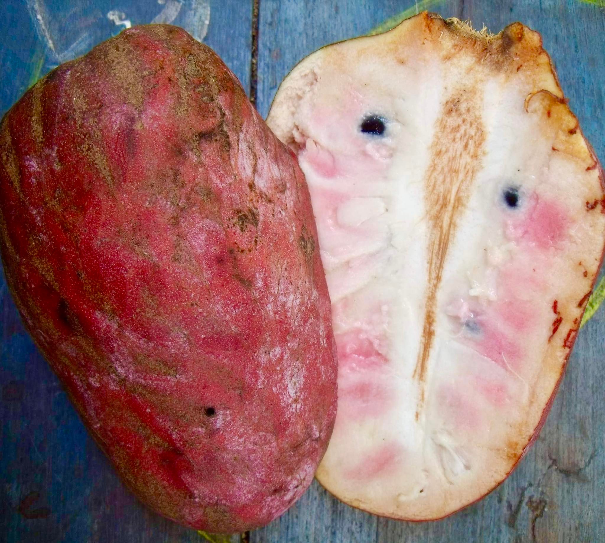 Annona reticulata big pink-red variety, 1 potted plant / 1 getopfte Pflanze