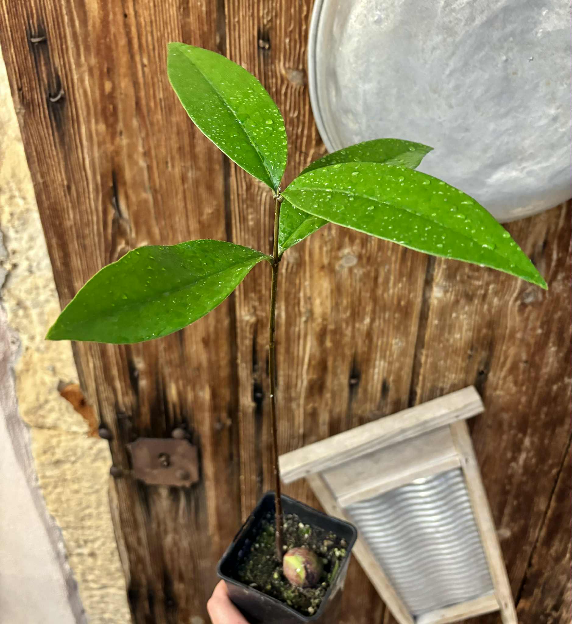 Eugenia sp Maca BIG -  1 potted seedling / 1 getopfter Sämling
