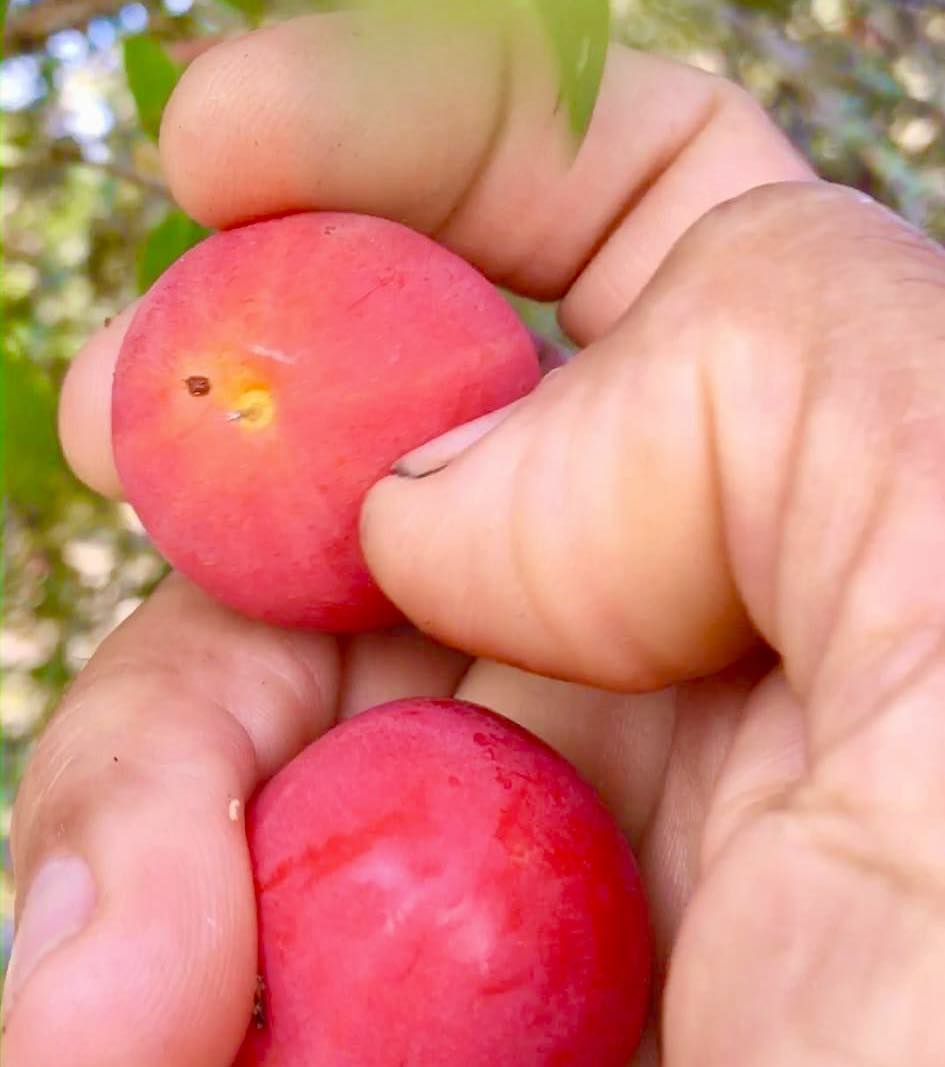 Myrciaria sp Pastora - 1 potted seedling / 1 getopfter Sämling