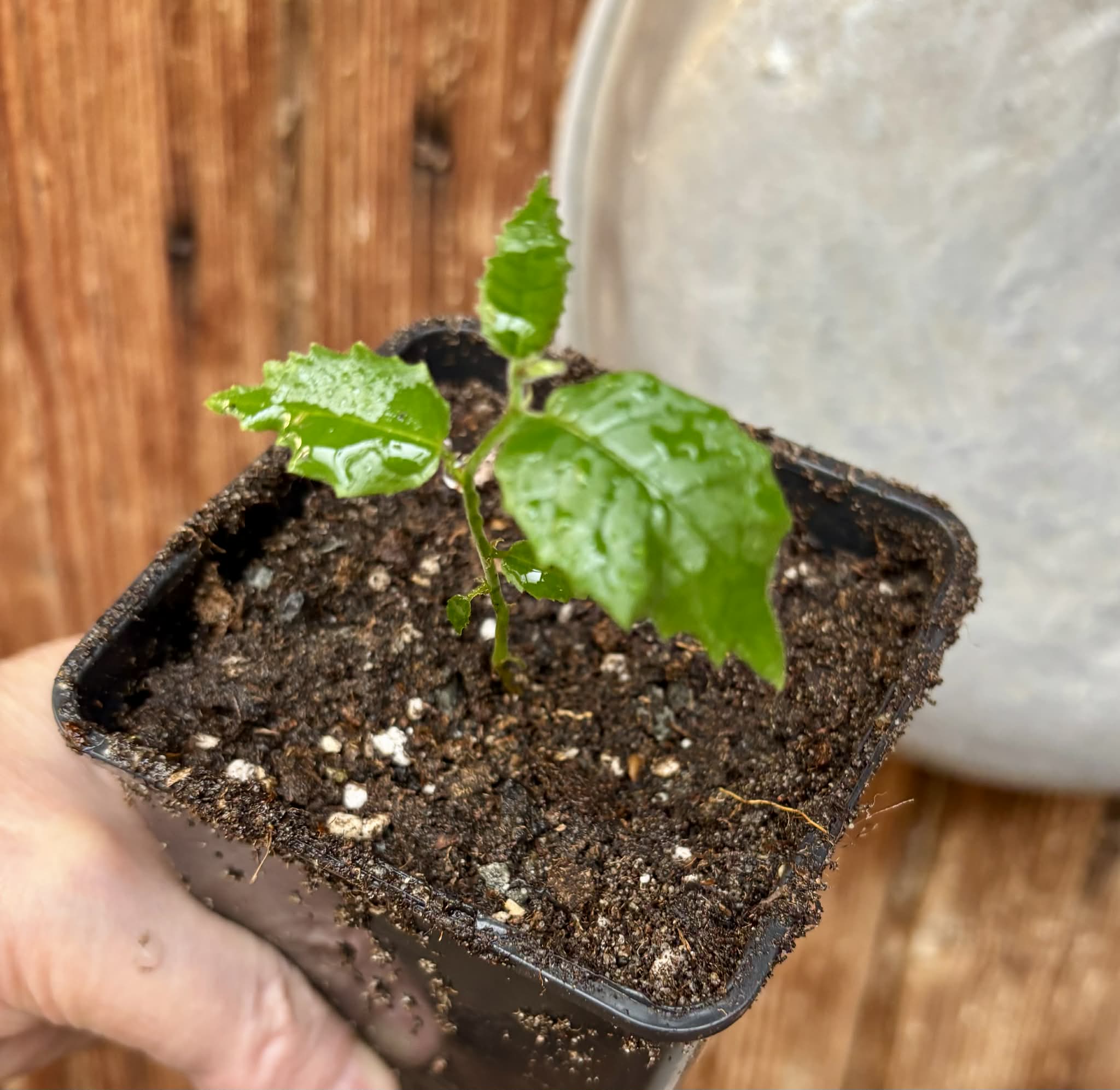 Artocarpus dadah - 1 potted seedling / 1 getopfter Sämling