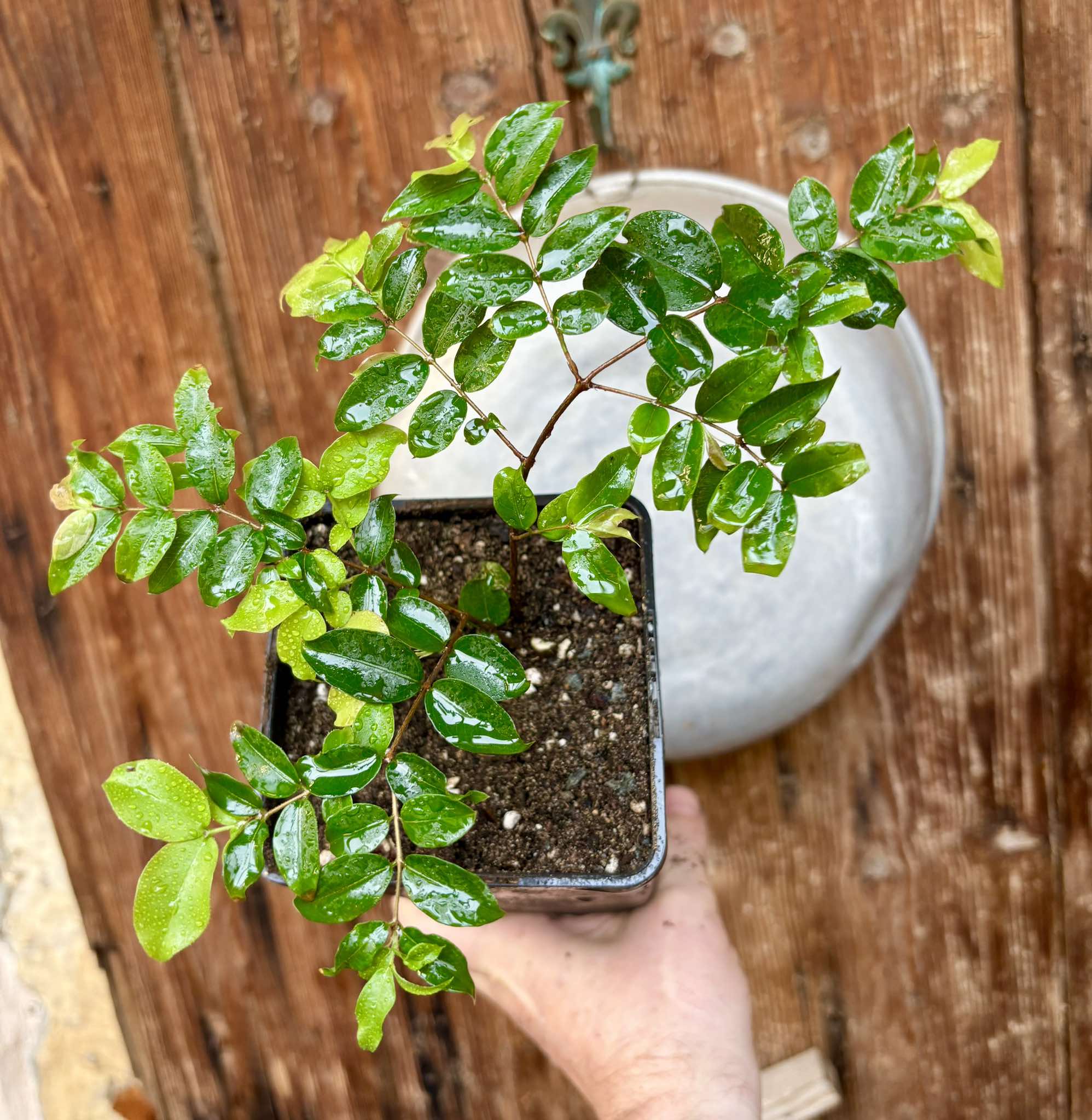 Plinia cauliflora - Sabara  - 1 potted plant / 1 getopfte Pflanze