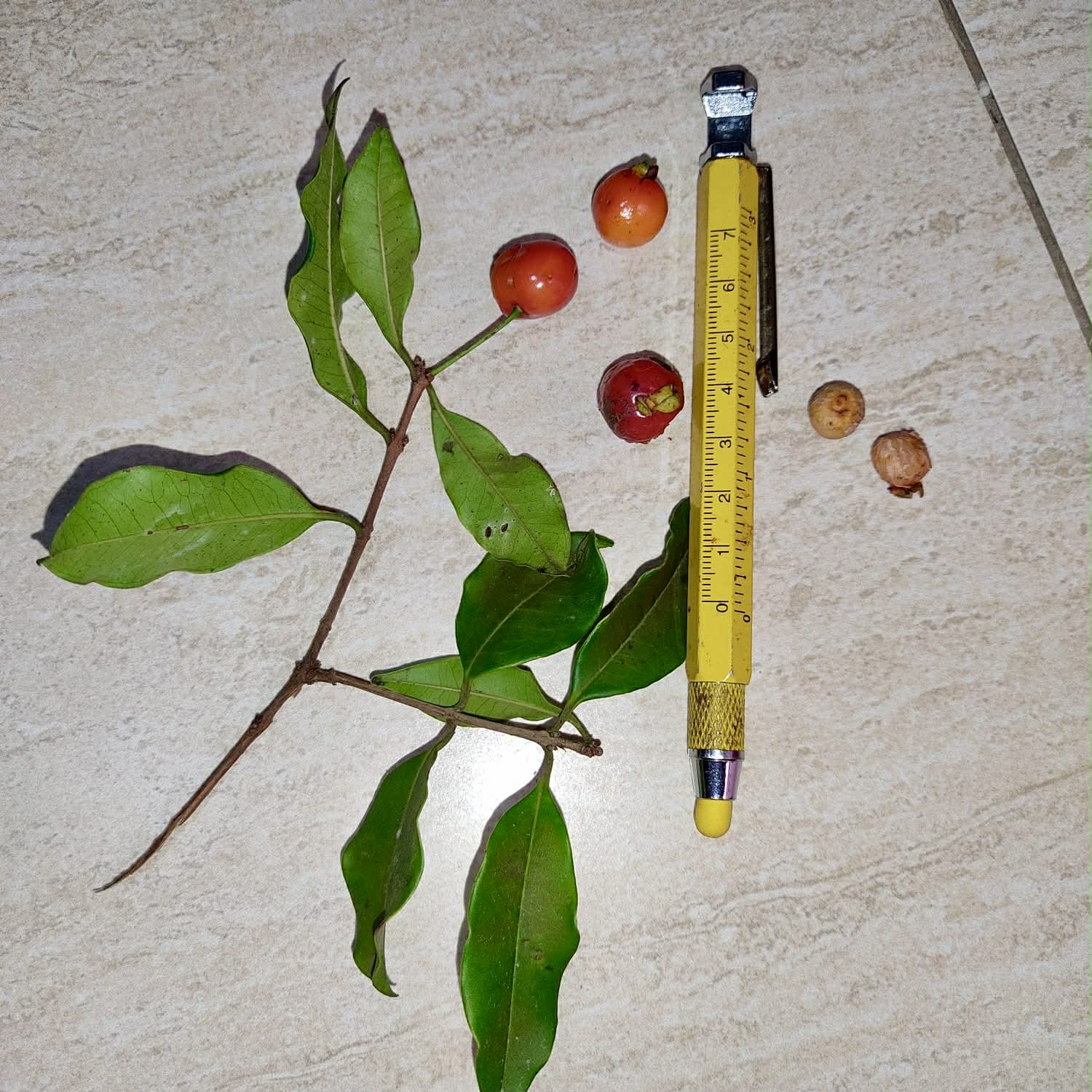 Pre Order - Eugenia sp. Pitanga Itobira -  1 fresh seed / 1 frischer Samen