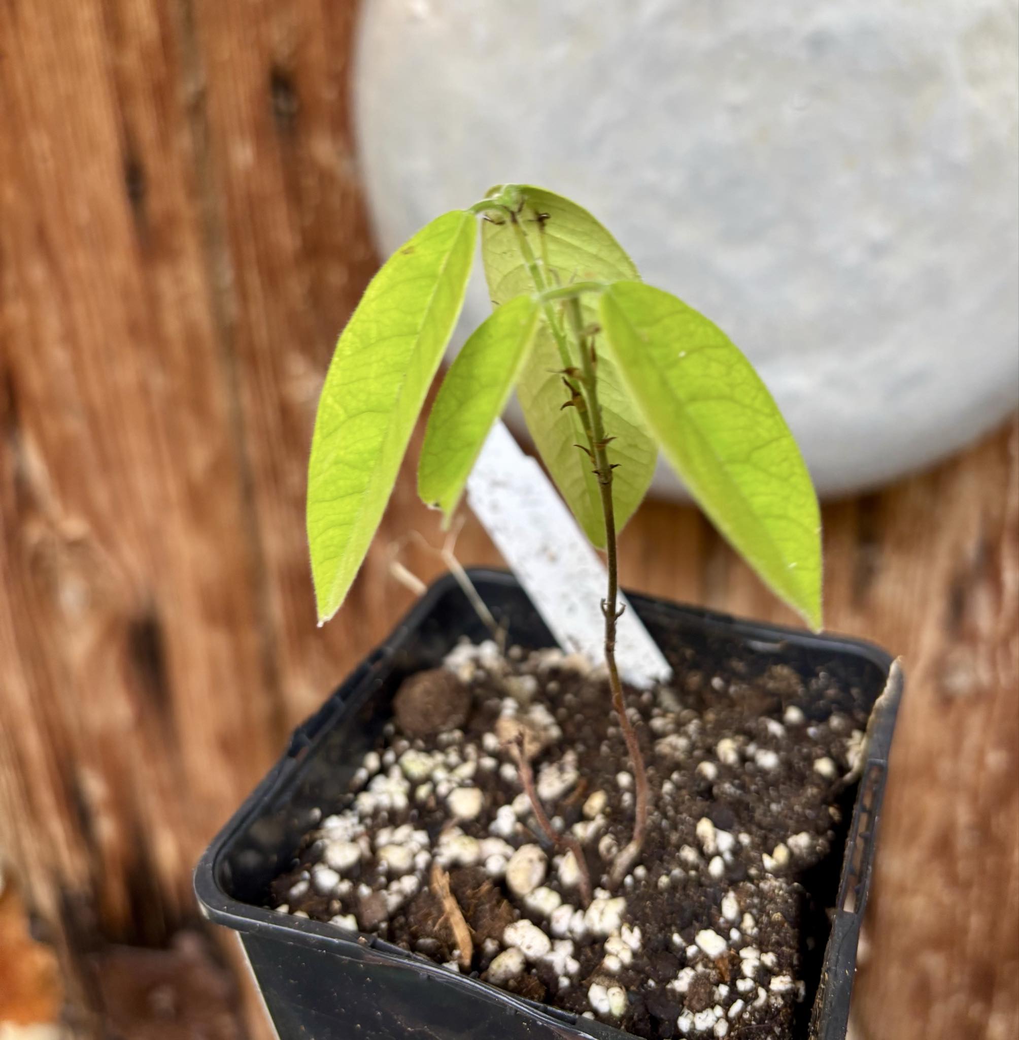 Cambuca var. Duke (Plinia edulis) - 1 potted seedling / 1 getopfter Sämling