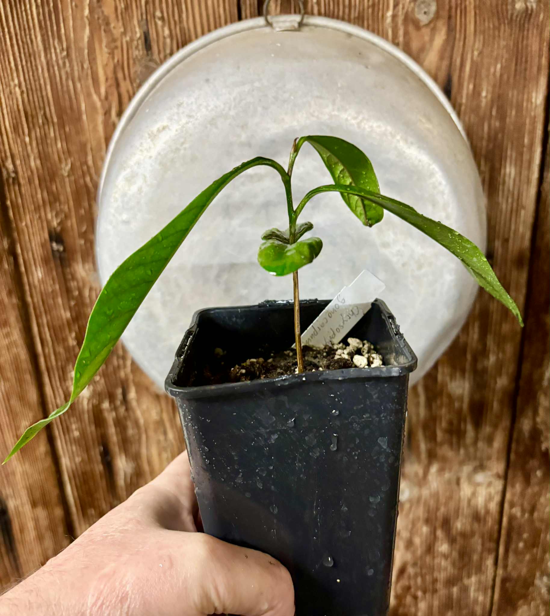 Aquai (Chrysophyllum gonocarpum)  -  1  potted seedling / 1 getopfter Sämling