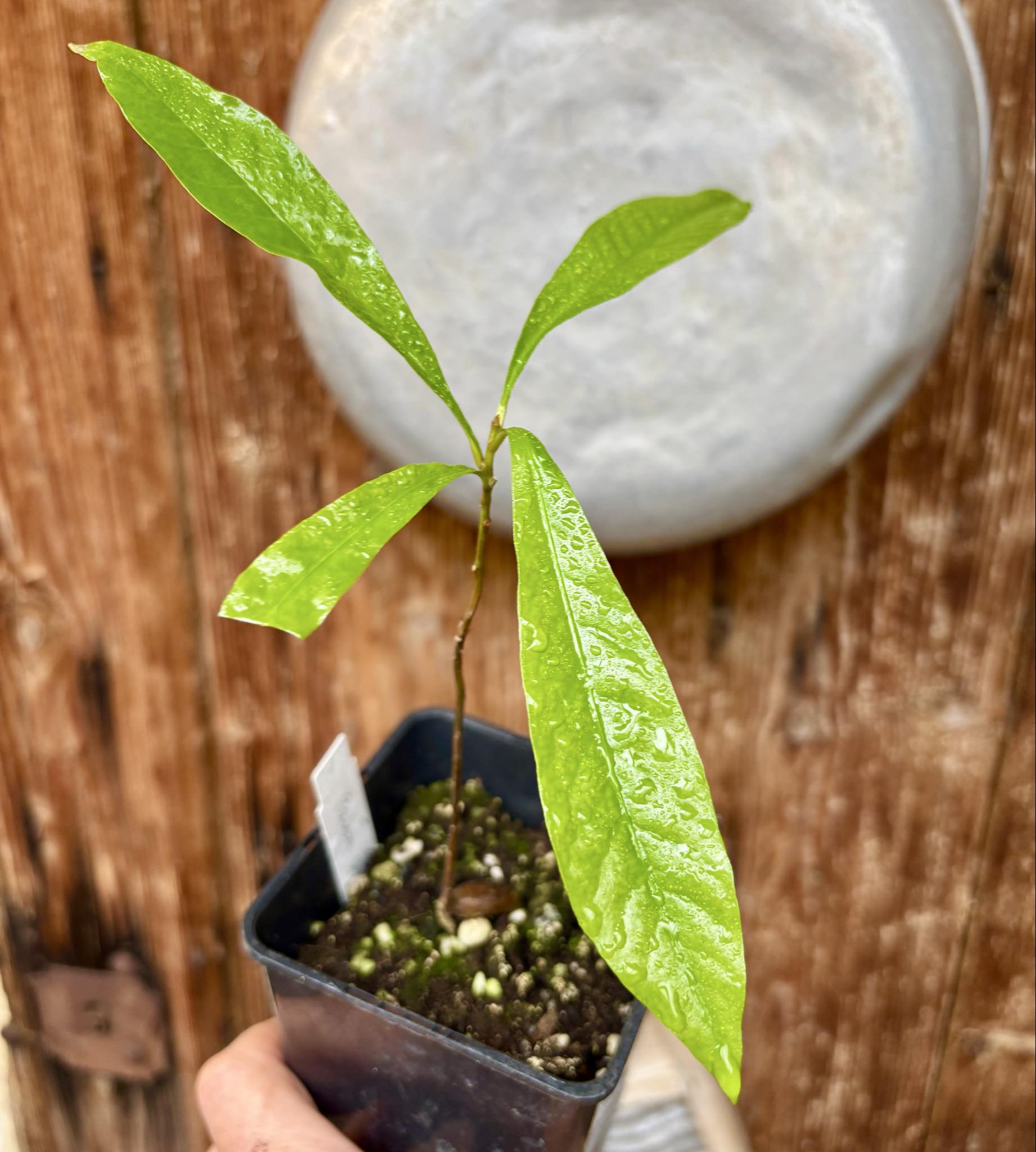Pouteria sp Ajara - 1 potted plant / 1 getopfte Pflanze
