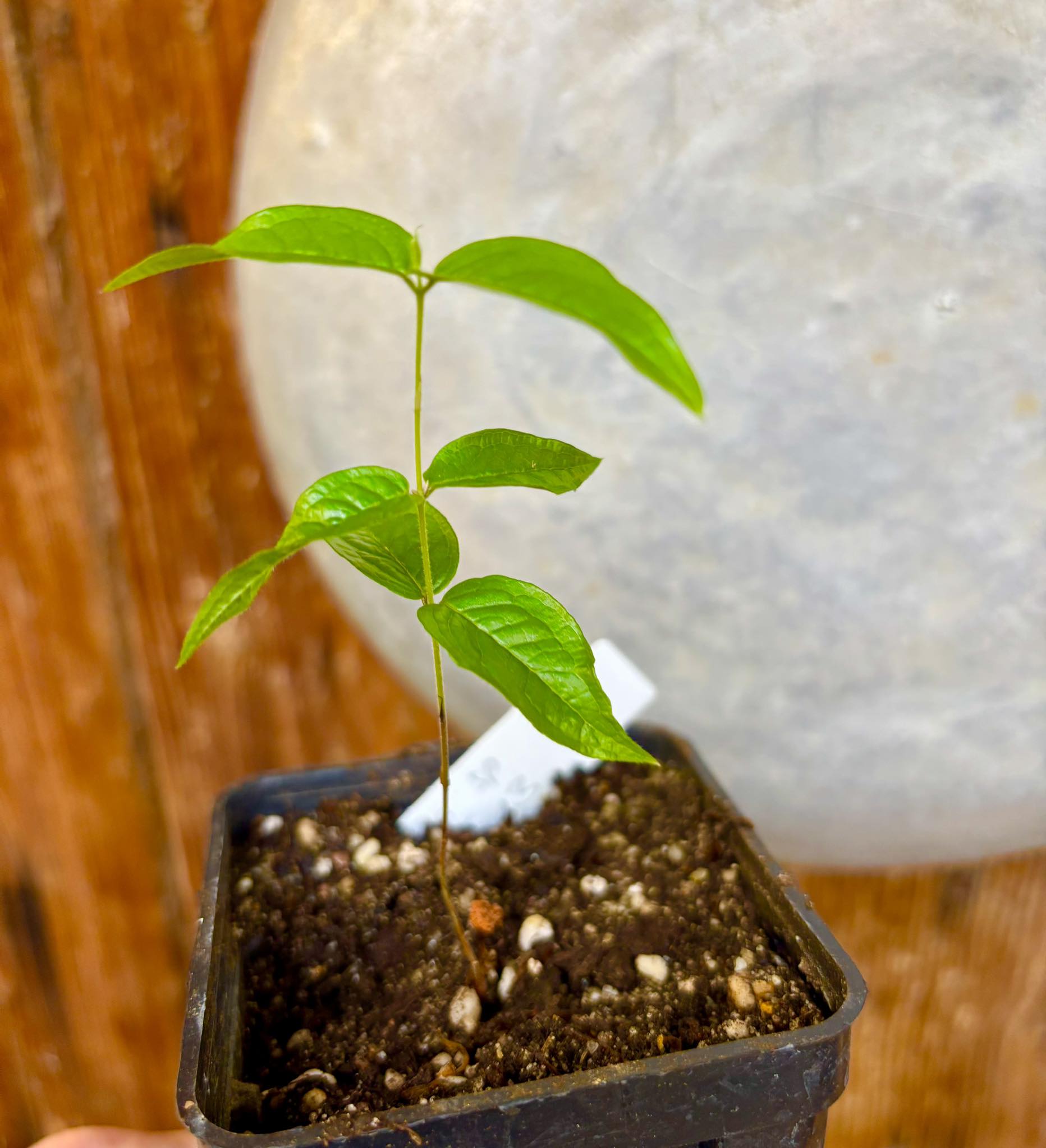 Jaboticaba - Plinia sp T13 - Phitrantha Pink Rosa x unknown Plinia - 1 small potted plant / 1 kleine getopfte Pflanze