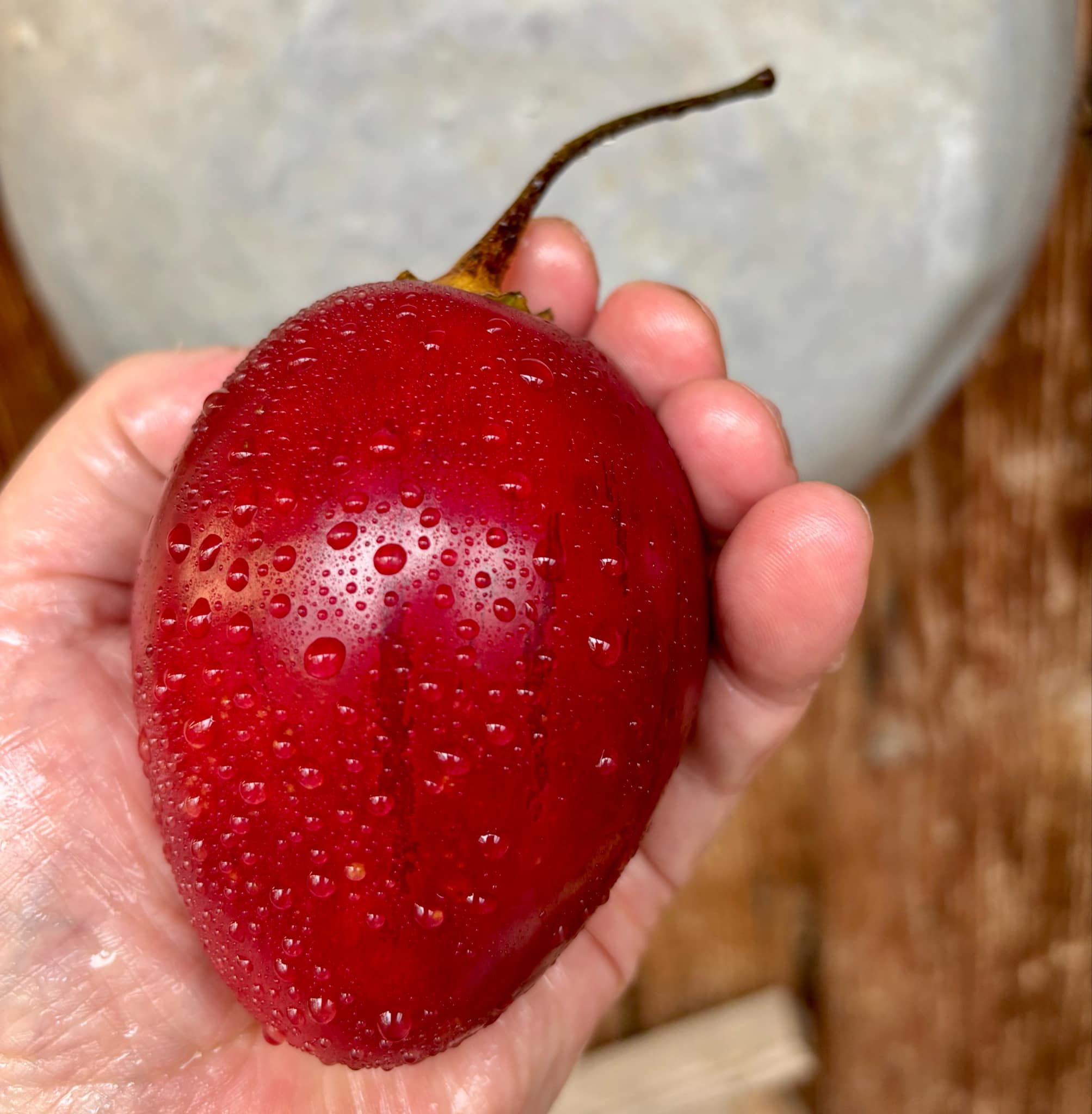 Tamarillo var. BIG (Solanum betaceum) - 10 fresh seeds / 10 frische Samen