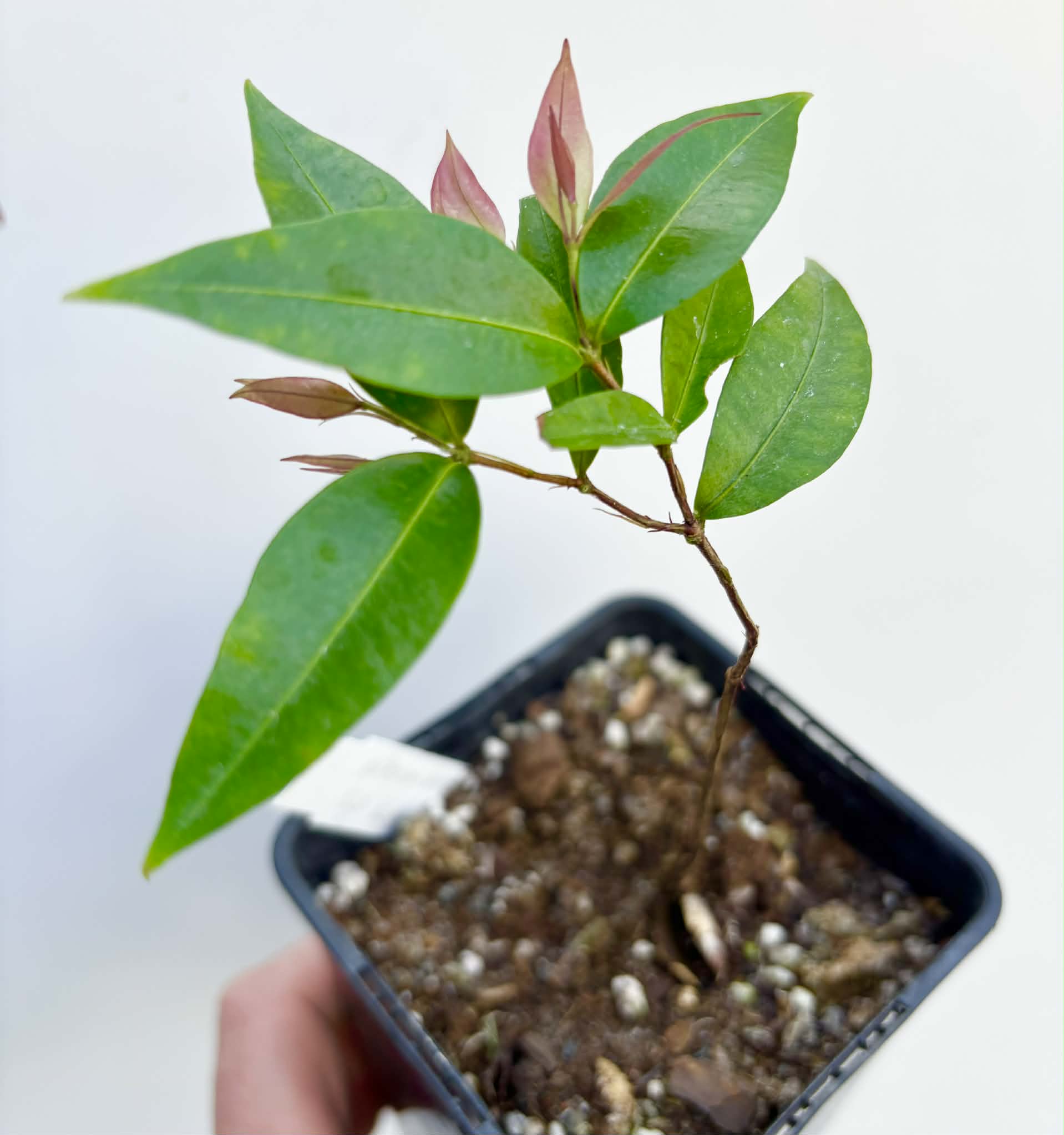 Neomitranthes sp Vinaceo - 1 potted seedling / 1 getopfter Sämling
