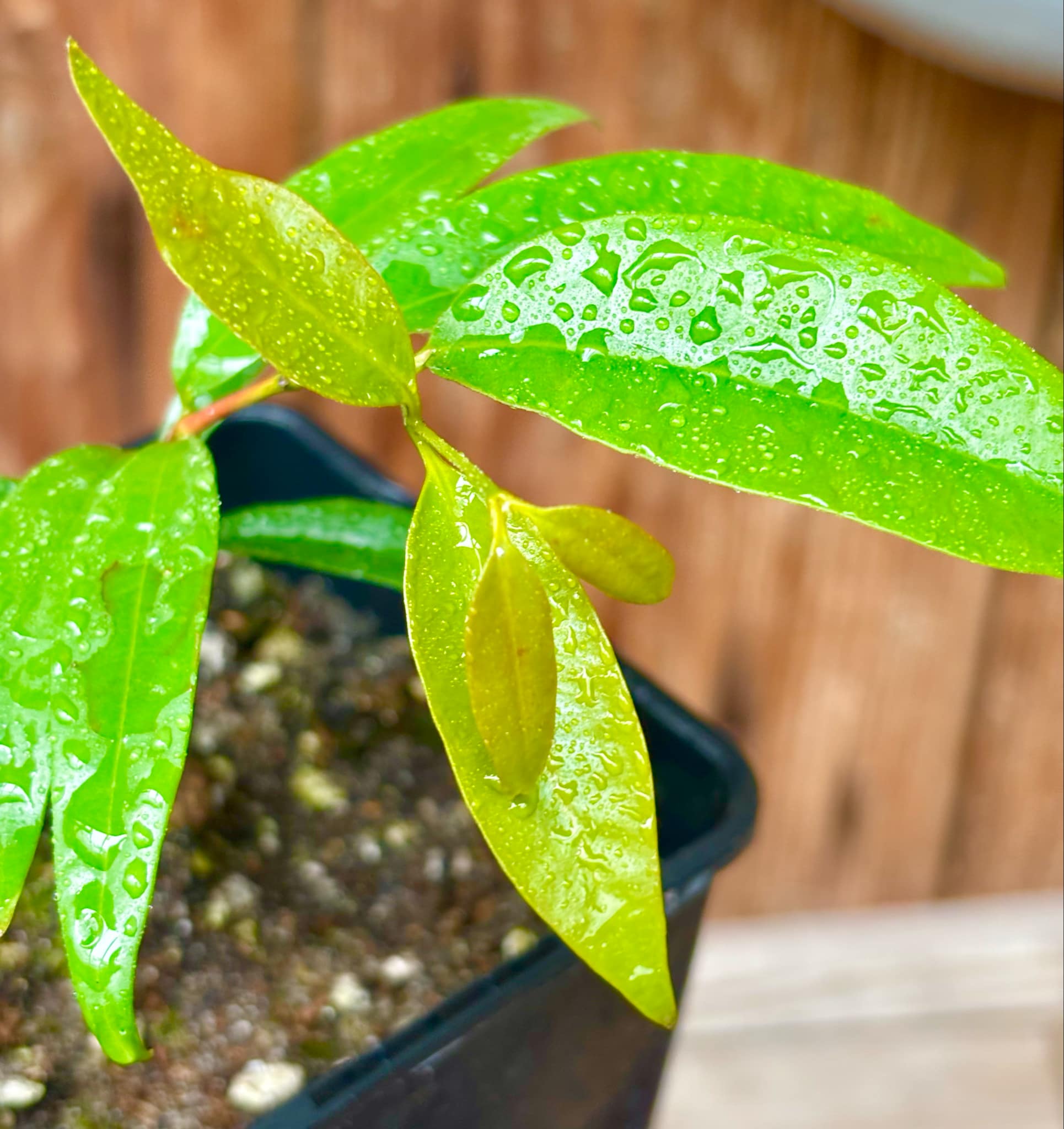 Marliera sp Cheirosa -  1 potted plant / 1 getopfte Pflanze