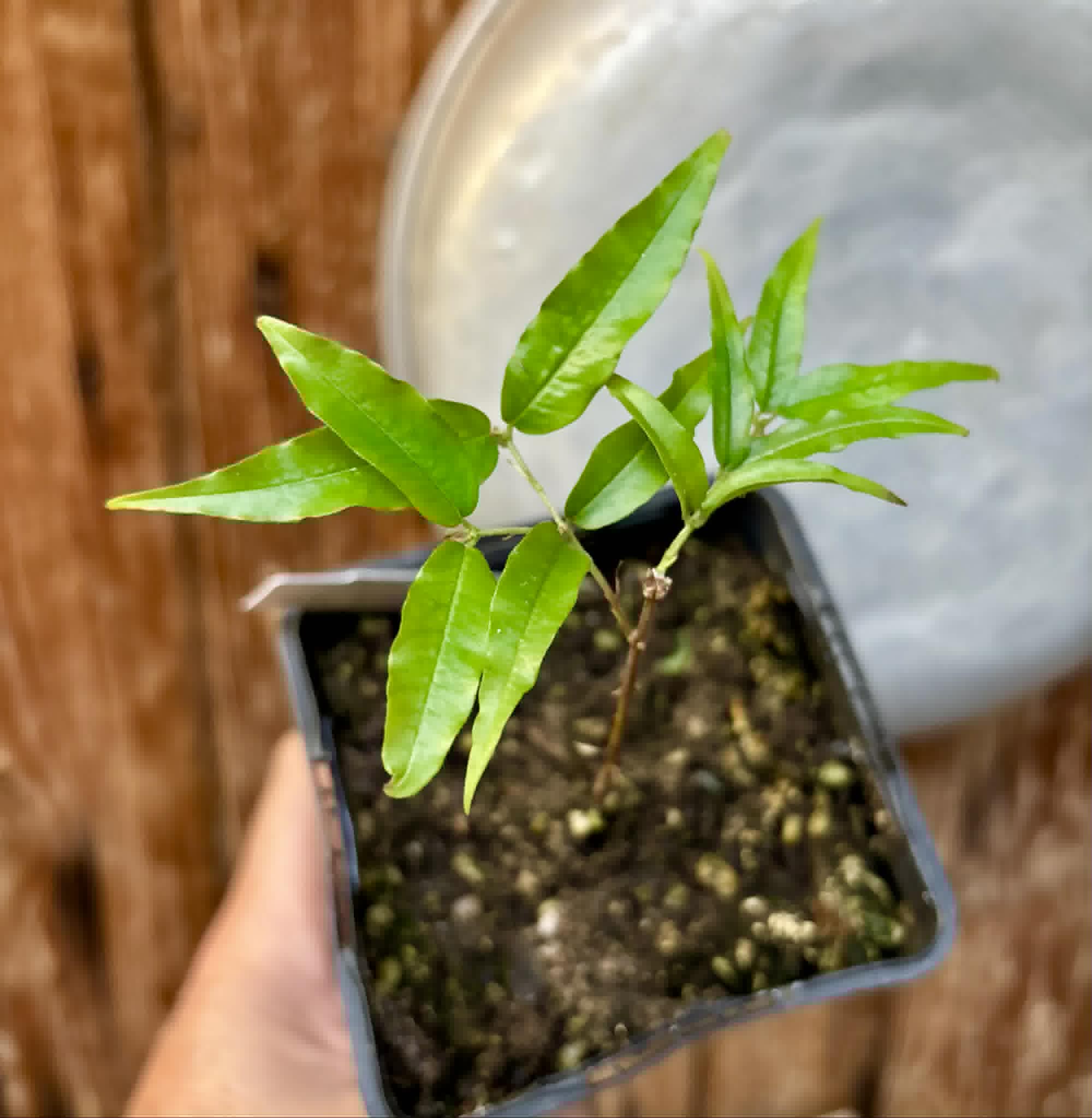 Plinia sp Rajada Cabo longo verde Tupinamba - Jaboticaba -  1 potted seedling / 1 getopfter Sämling