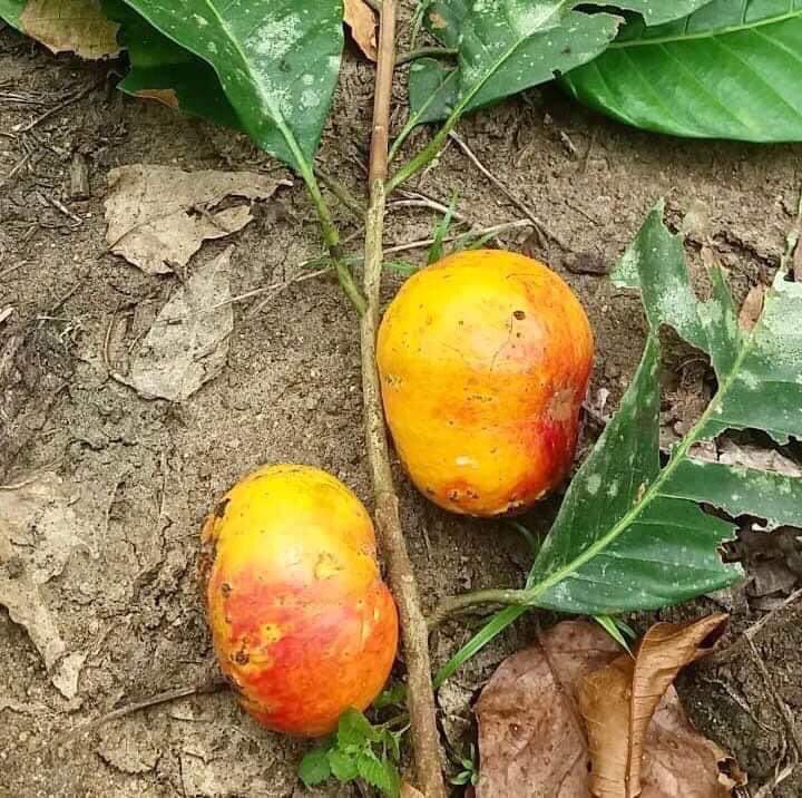 Pouteria durlandii - 1 fresh seed / 1 frischer Samen