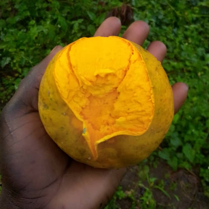 Ross Sapote (Pouteria sp) - 1 germinated seed / 1 gekeimter Samen