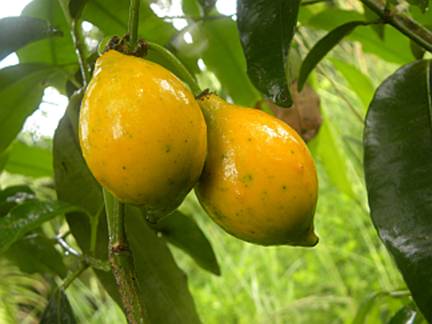 Pre Order - Garcinia sp Apostoloi - 1 fresh seed / 1 frischer Samen