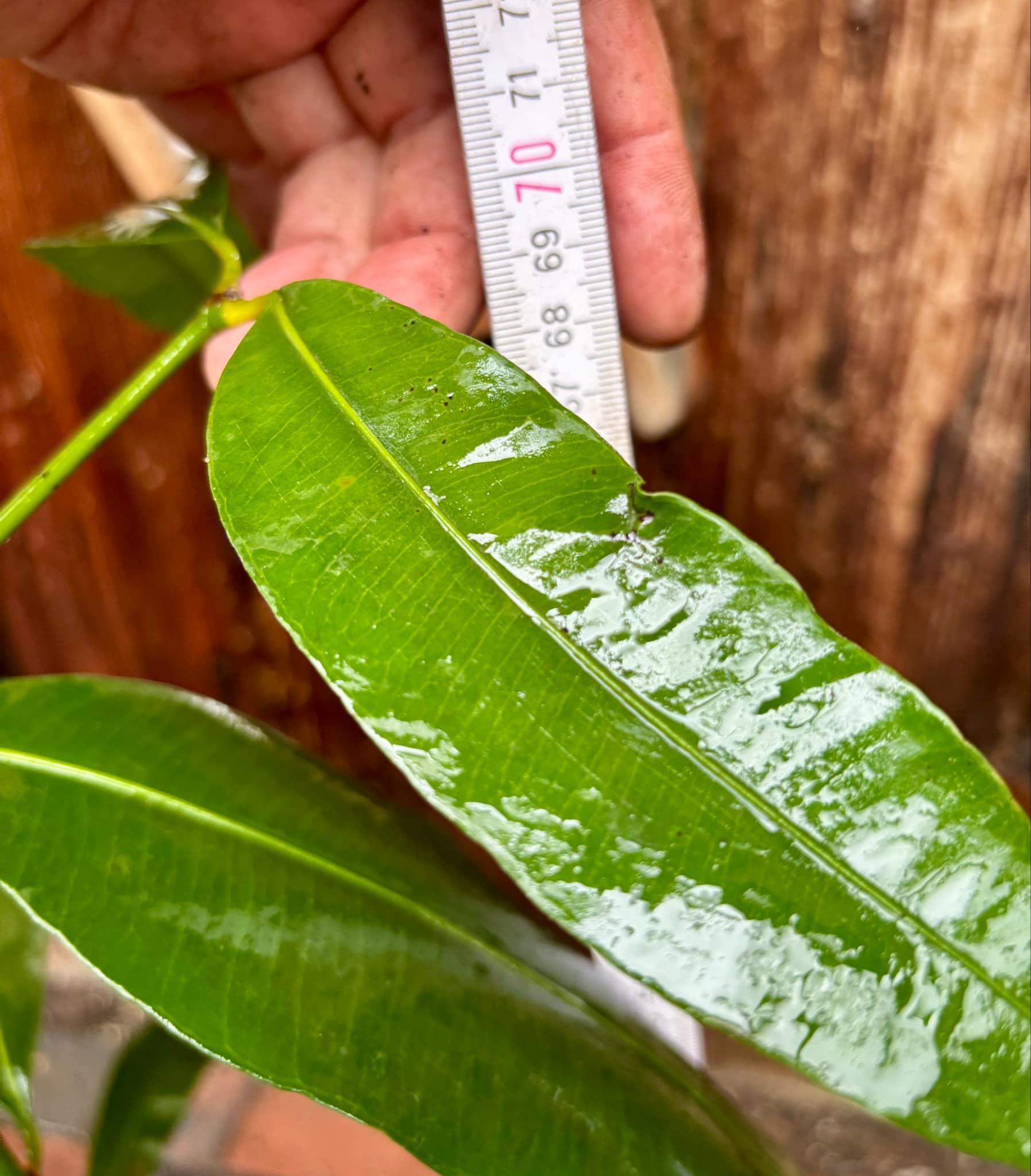 over four years old - Garcinia humilis - Achachairu - 1 potted plant / 1 getopfte Pflanze over four years old - Garcinia humilis - Achachairu - 1 potted plant / 1 getopfte Pflanze