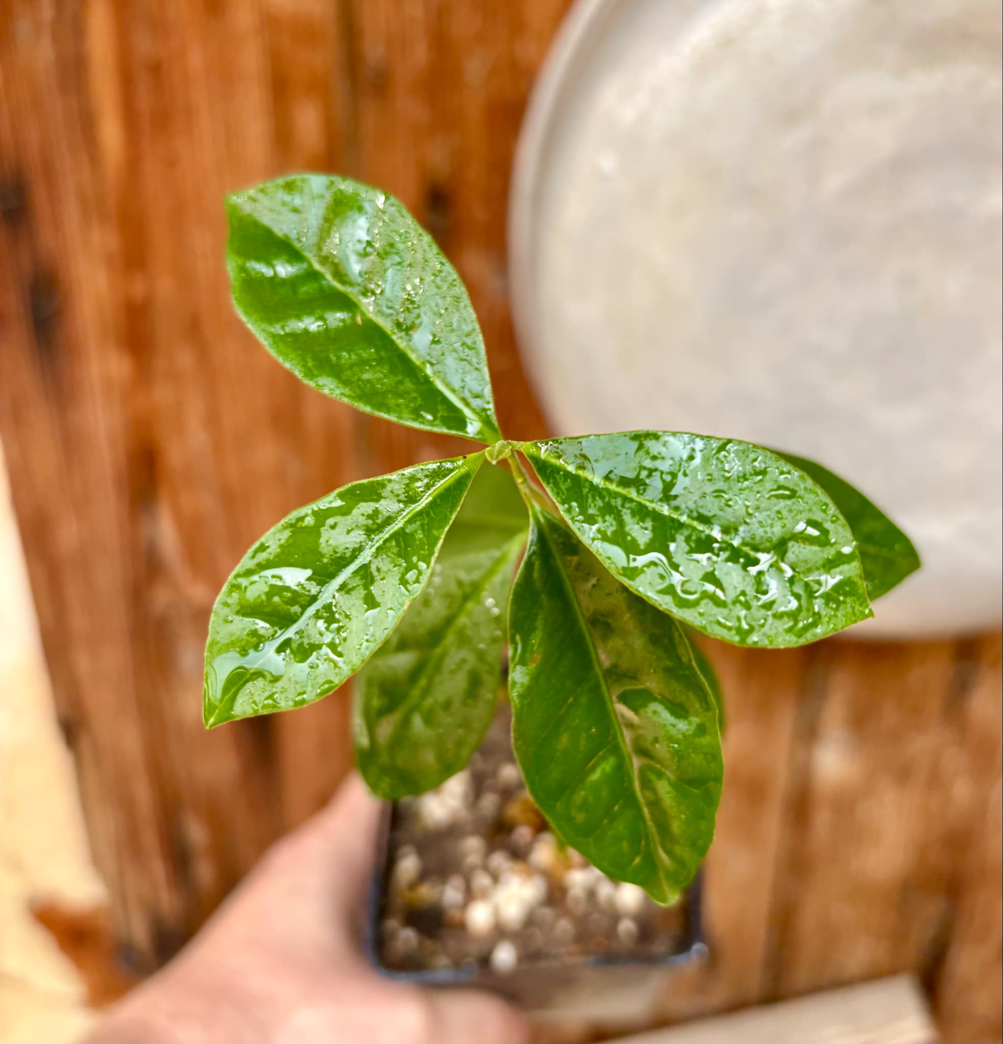 Psidium cattleyanum - Strawberry Guava  - 1 potted plant / 1 getopfte Pflanze