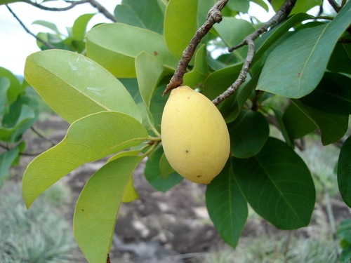 Pouteria izabalensis, 1 potted plant / 1 getopfte Pflanze