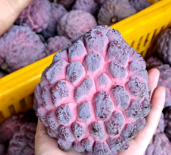 Red Annona squamosa - 1 fresh seed / 1 frischer Samen