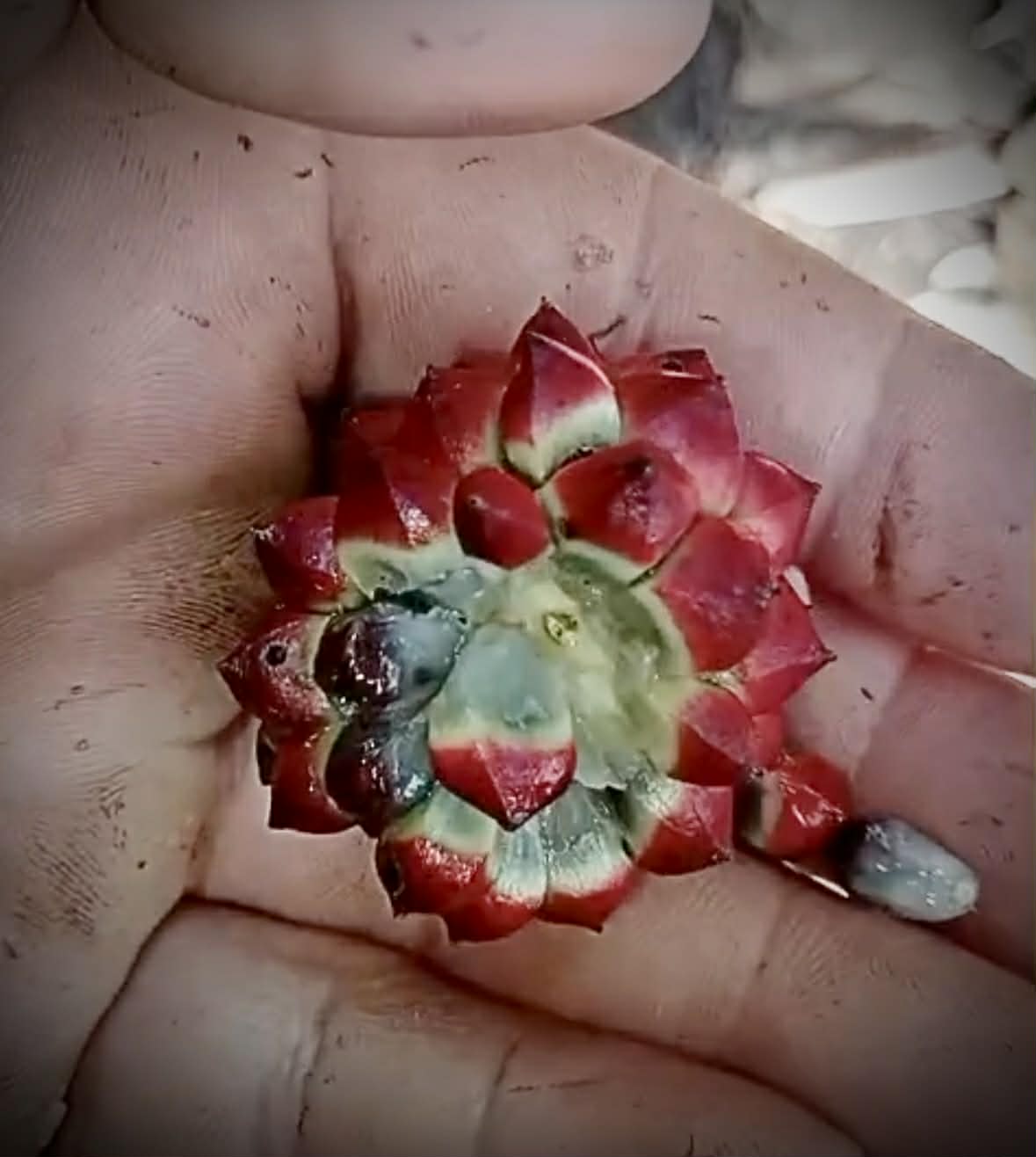 Pre-Order - Duguetia cf quitarensis - 1 fresh seed / 1 frischer Samen