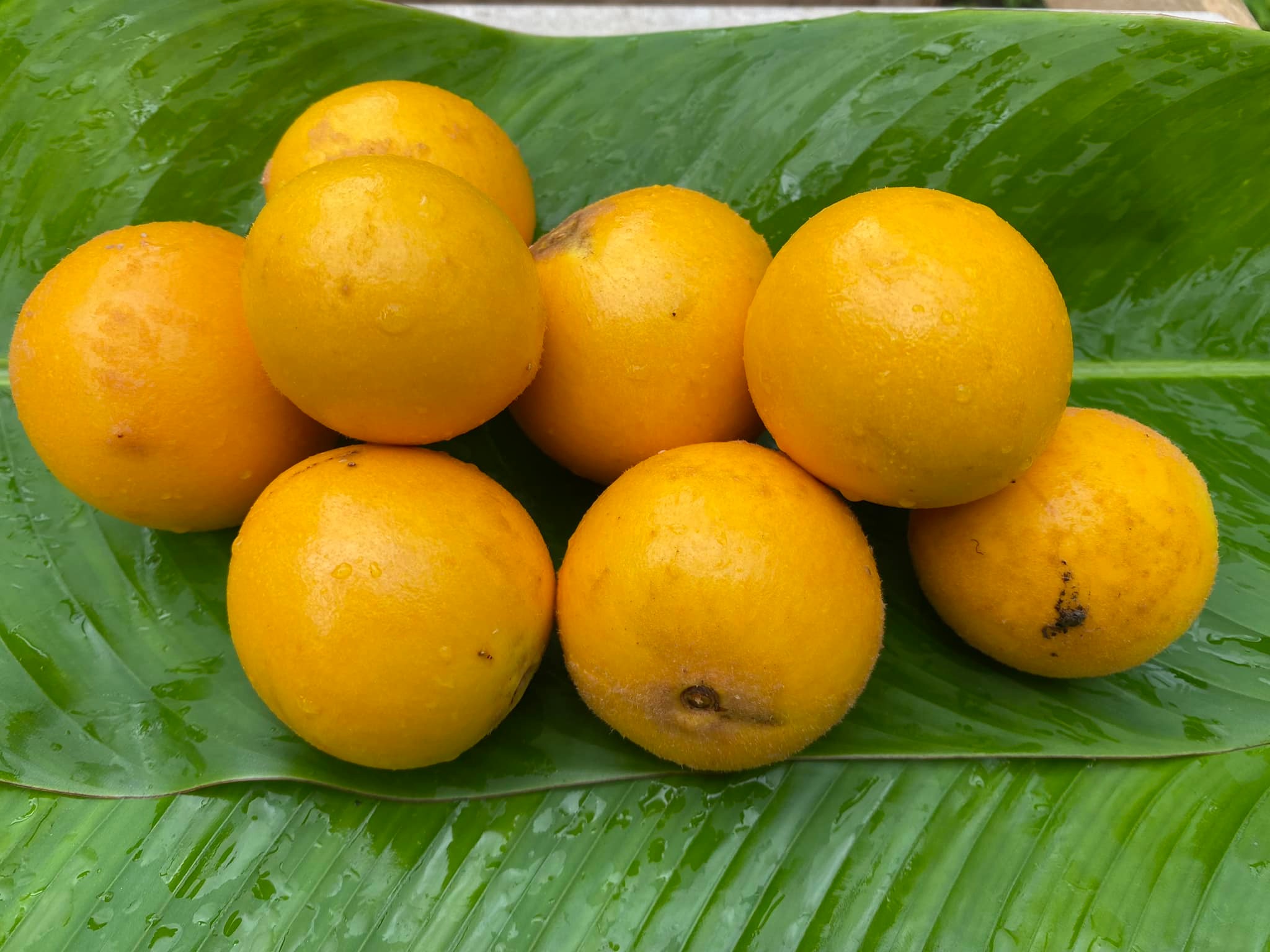 Abiurana (Pouteria bullata) - 1 fresh seed / 1 frischer Samen