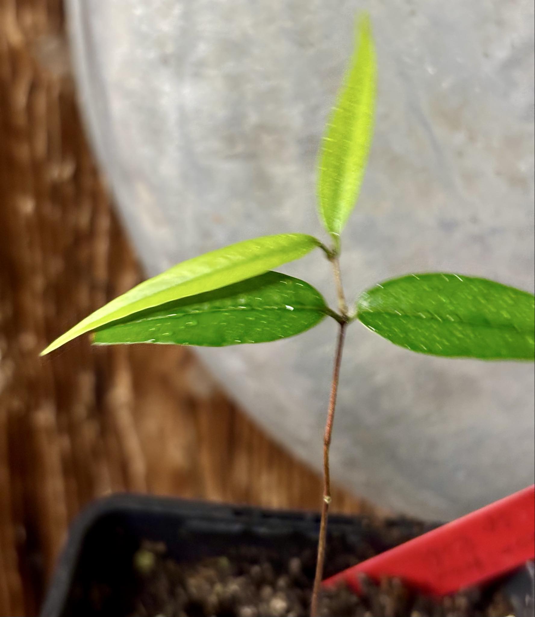 Neomitranthes sp Rubi - 1 potted seedling / 1 getopfter Sämling